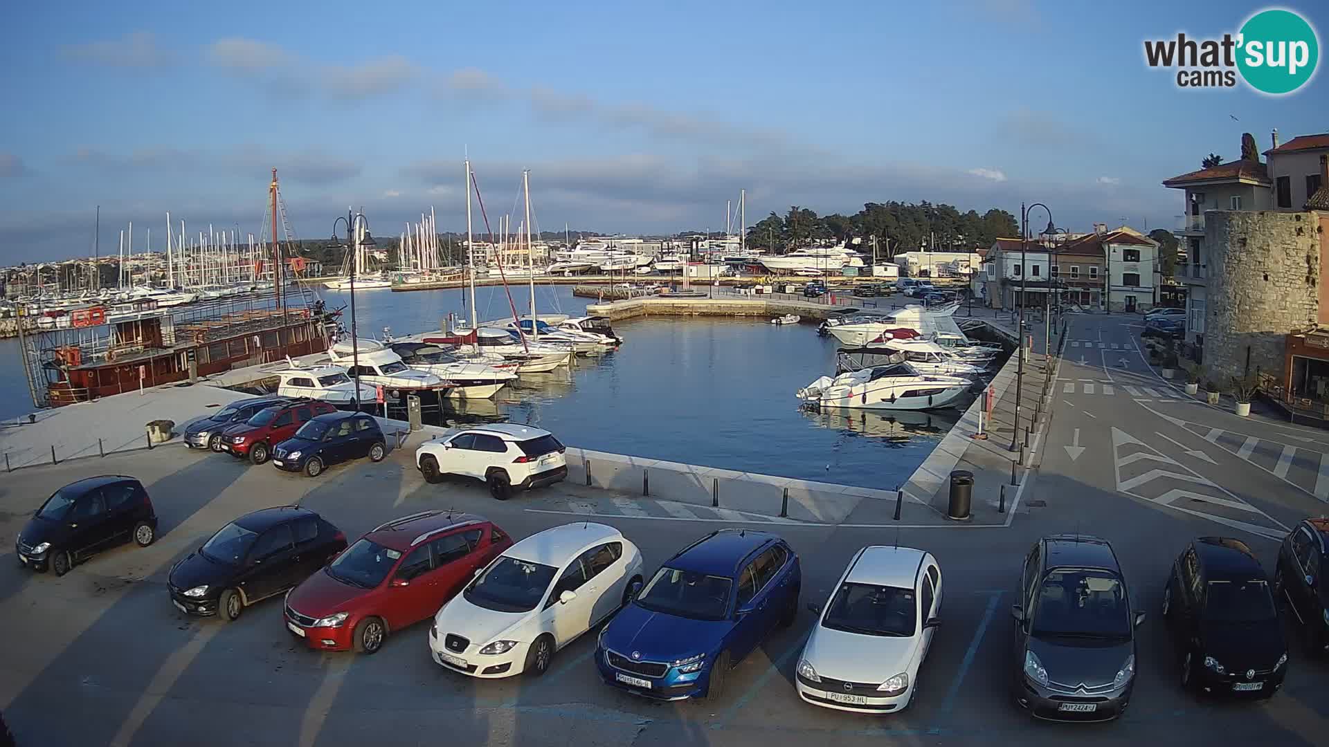 Novigrad | Porporela marina