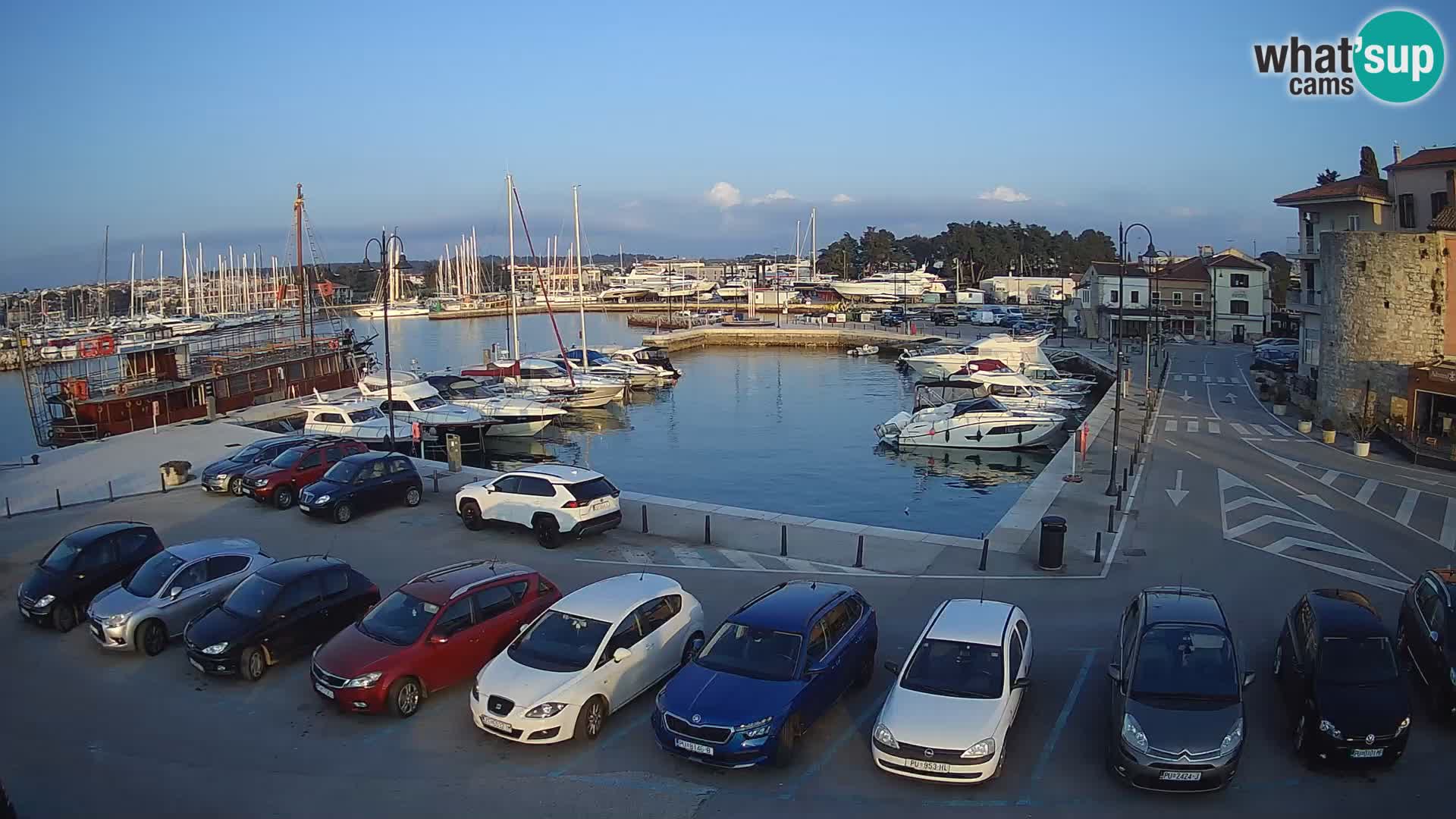 Novigrad | Porporela marina