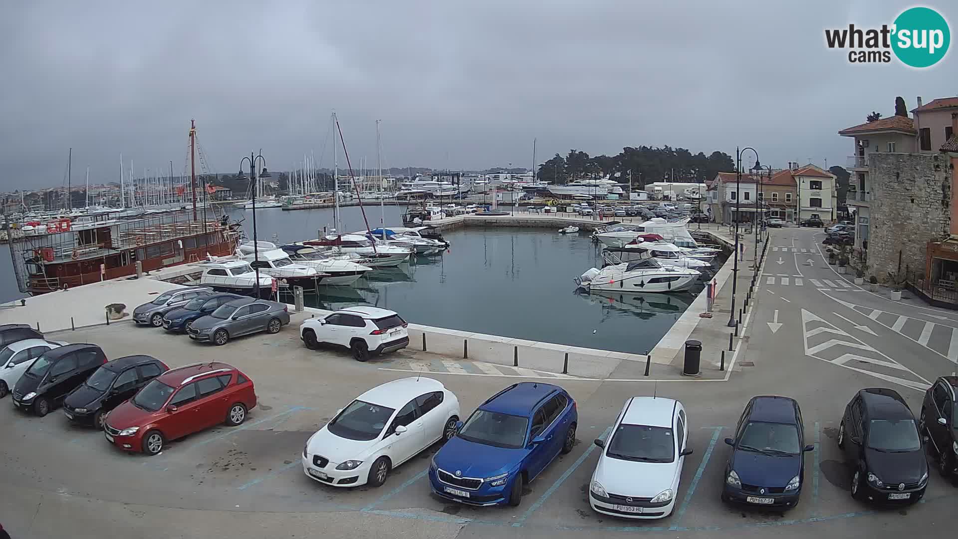 Novigrad | Porporela marina