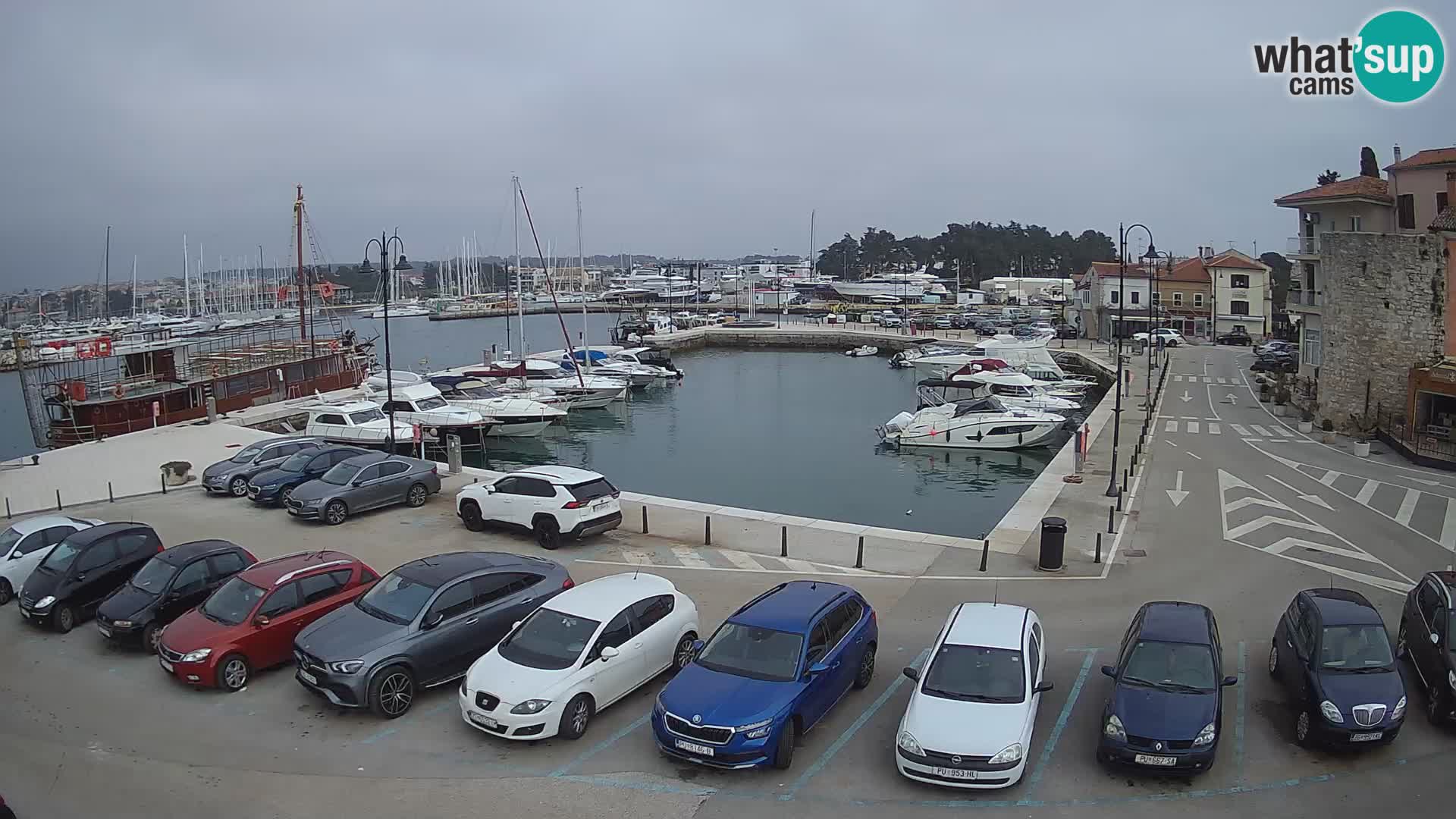 Novigrad | Porporela marina