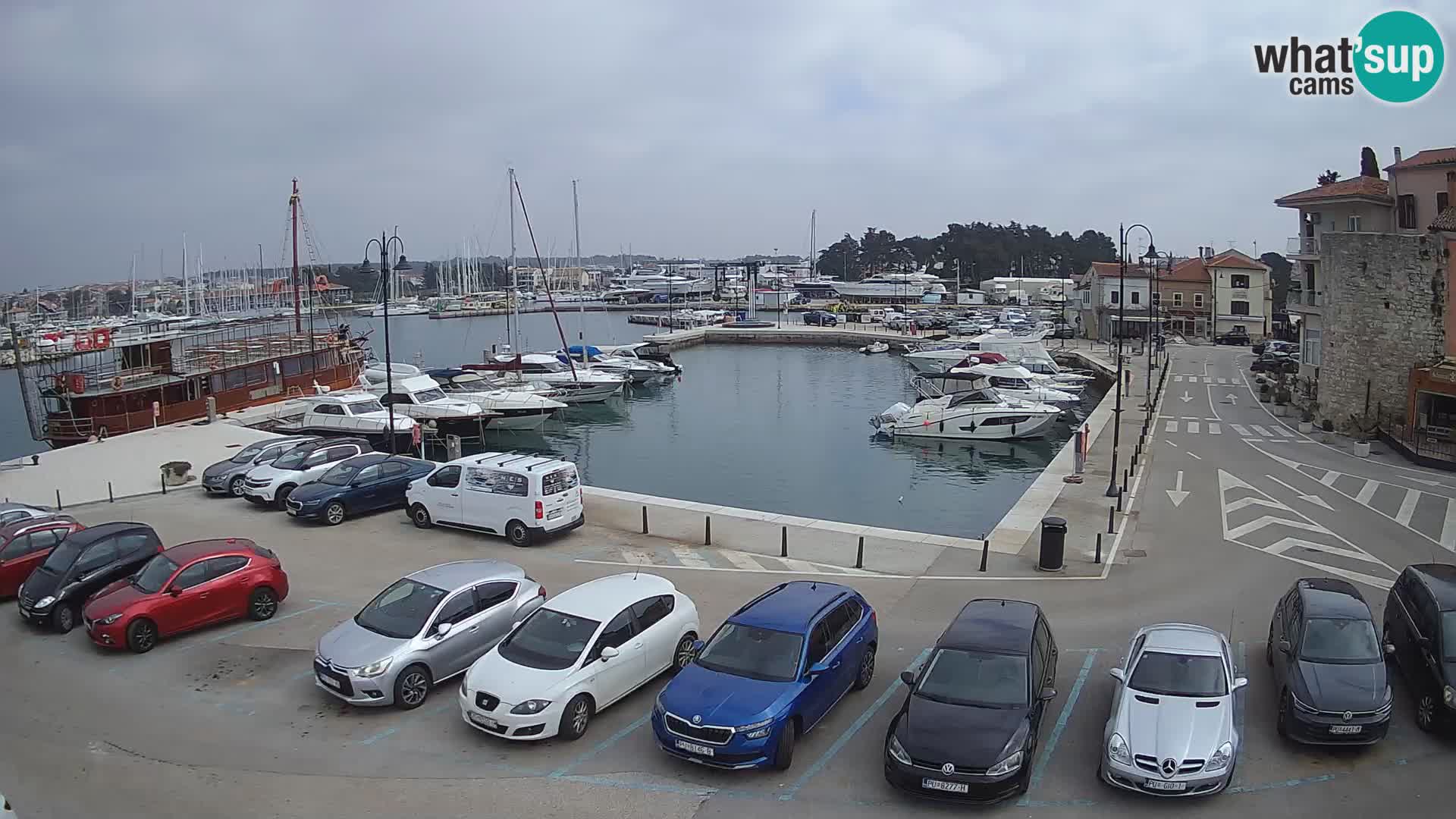 Novigrad | Porporela marina