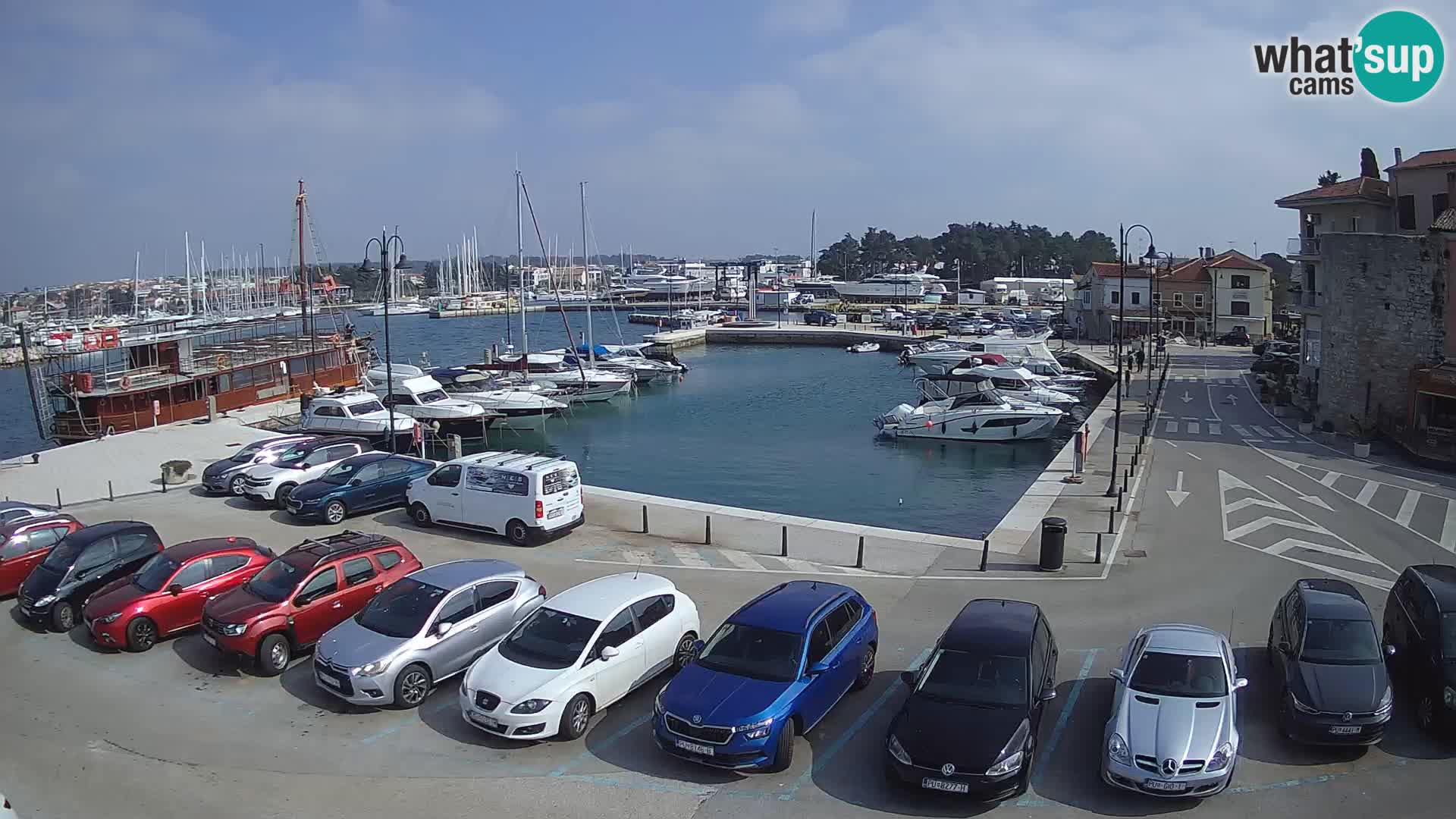 Novigrad | Porporela marina