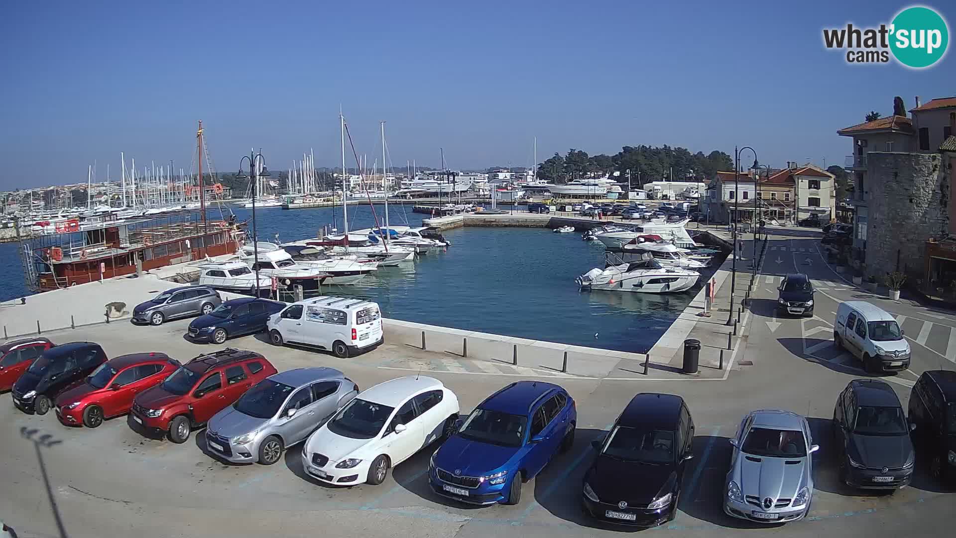 Novigrad | Porporela marina