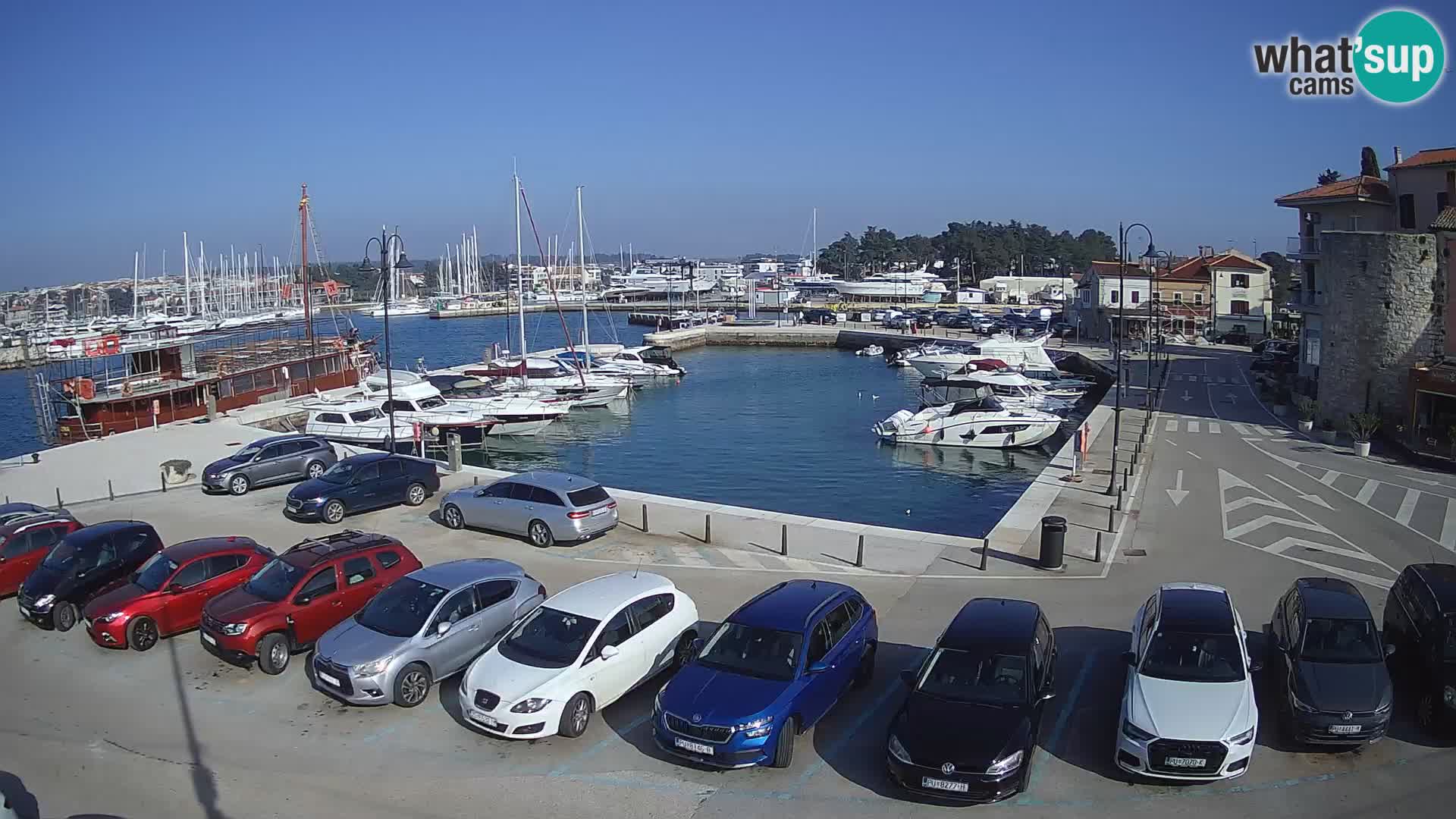 Novigrad | Porporela marina