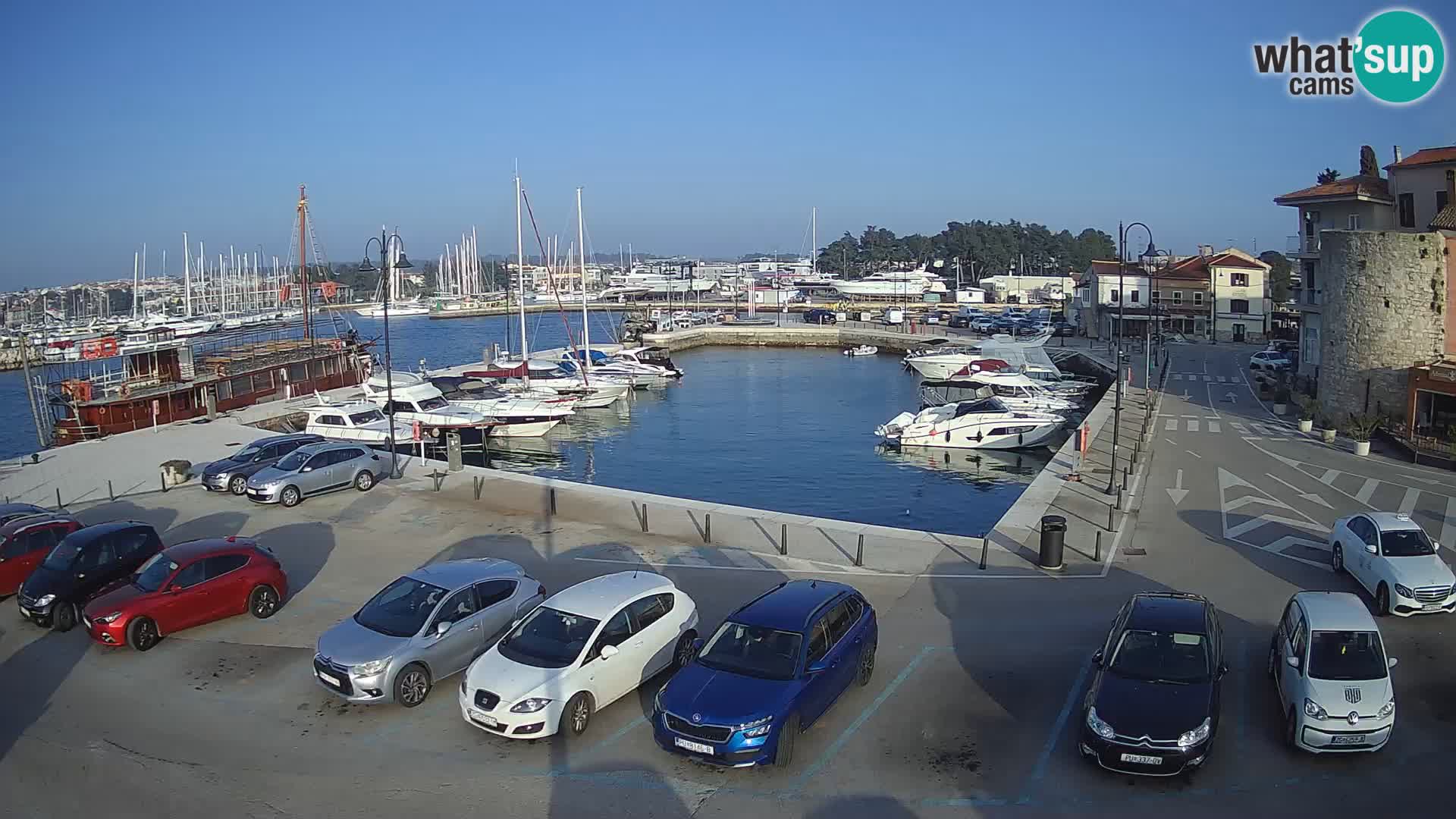 Novigrad | Porporela marina