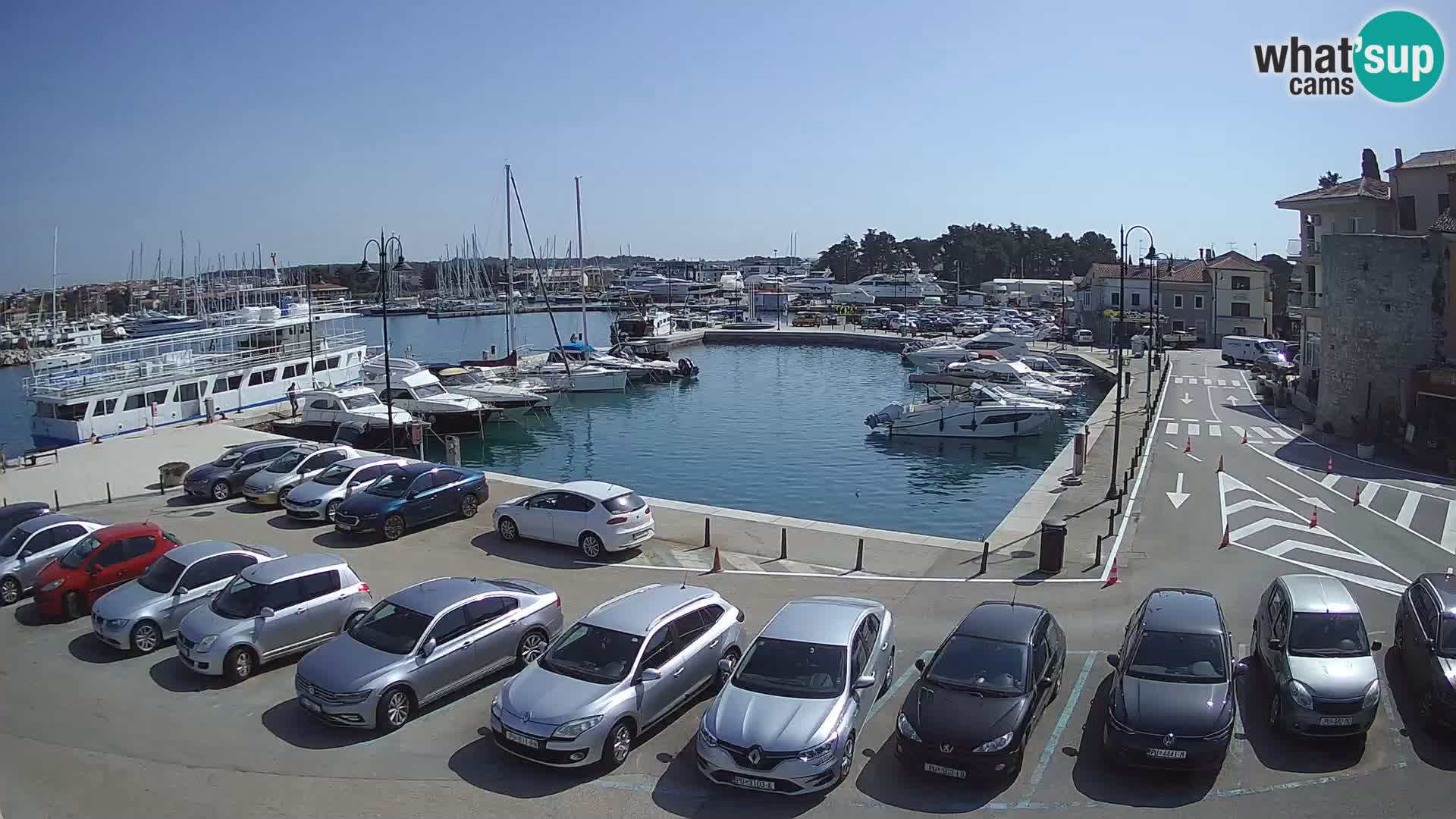 Novigrad | Porporela marina
