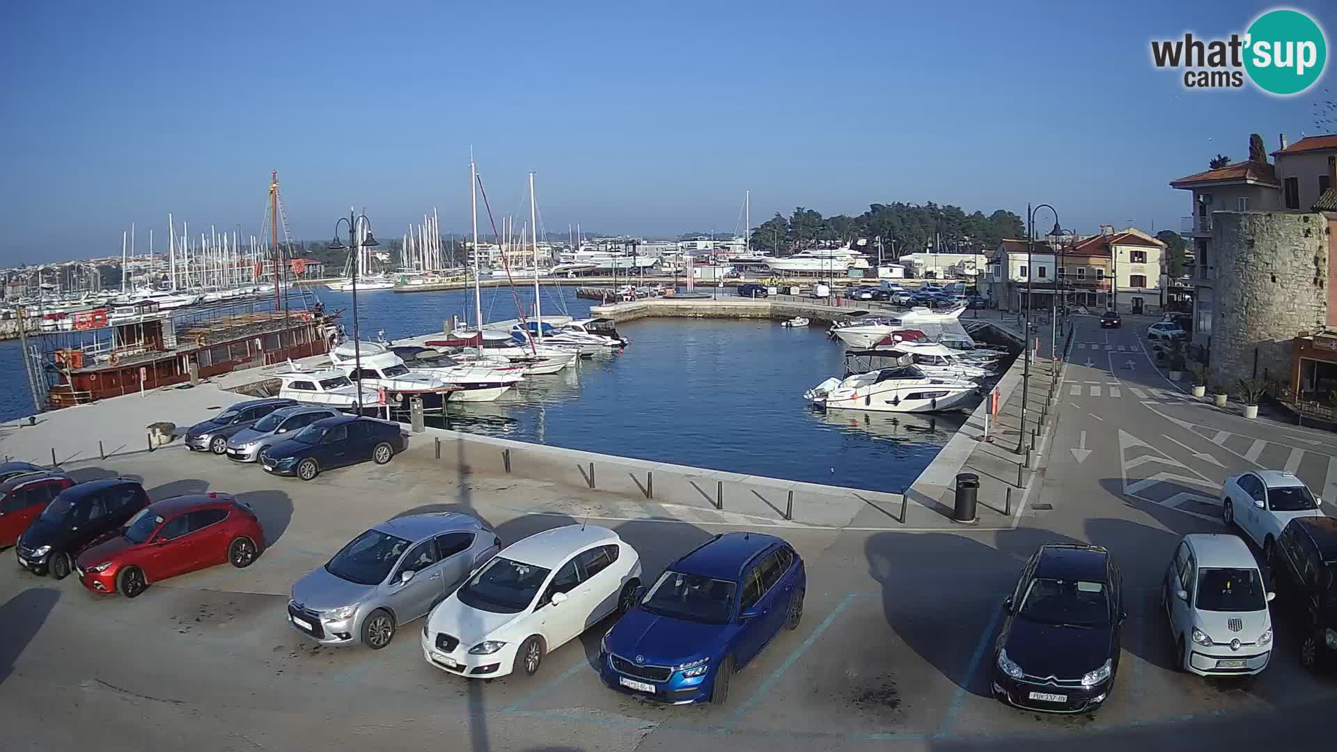 Novigrad | Porporela marina