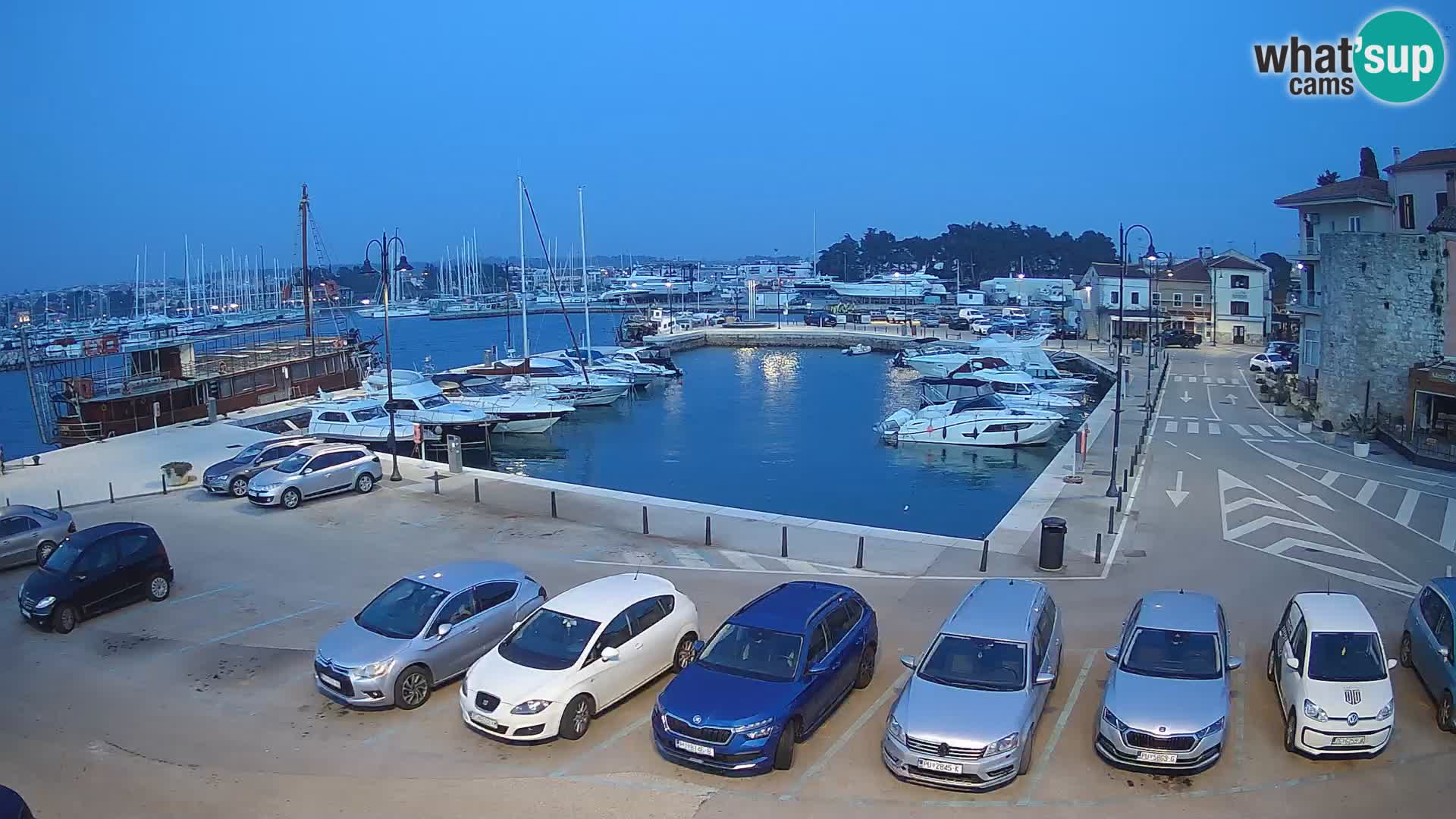 Novigrad | Porporela marina