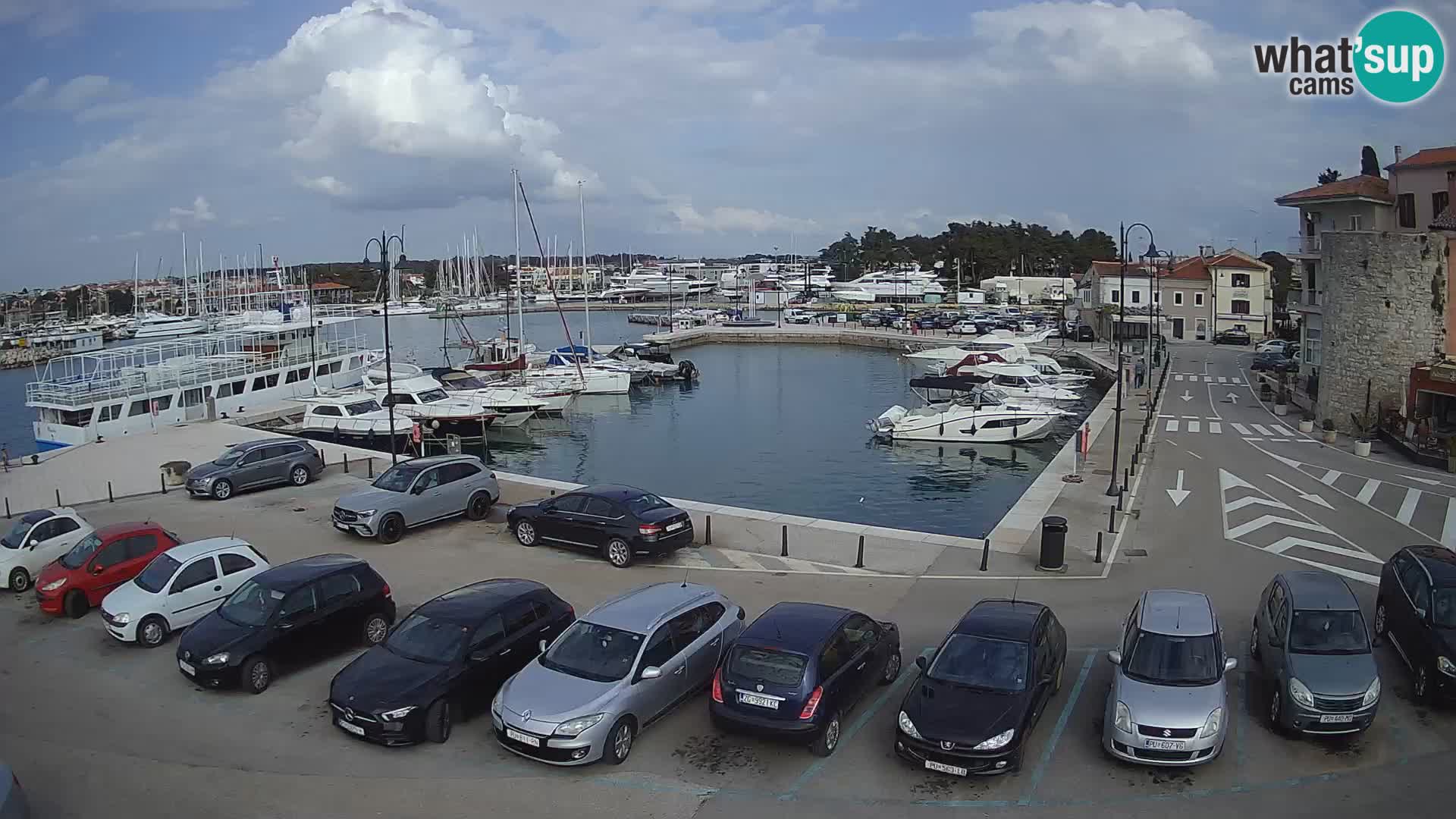 Novigrad | Porporela marina