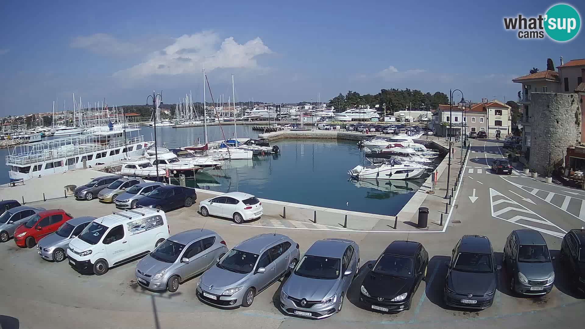 Novigrad | Porporela marina