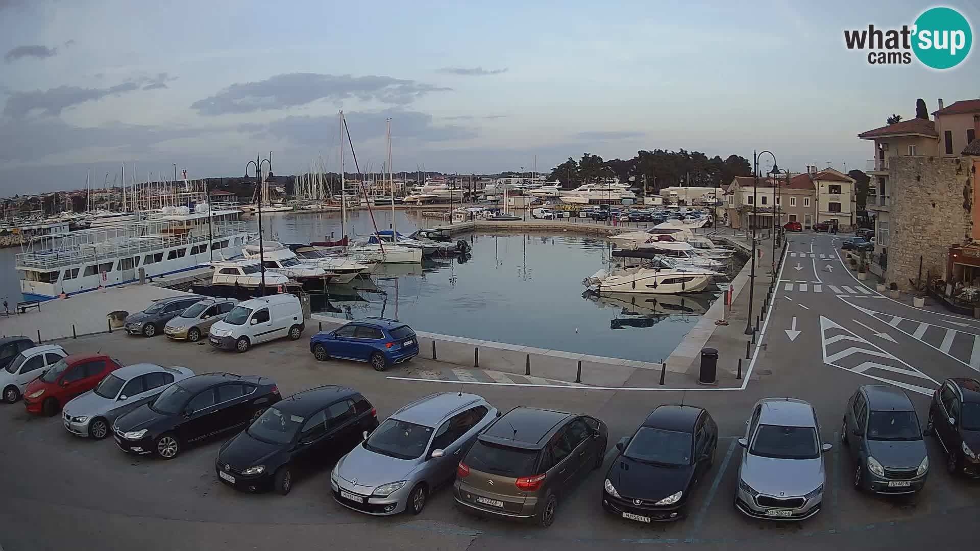 Novigrad | Porporela marina
