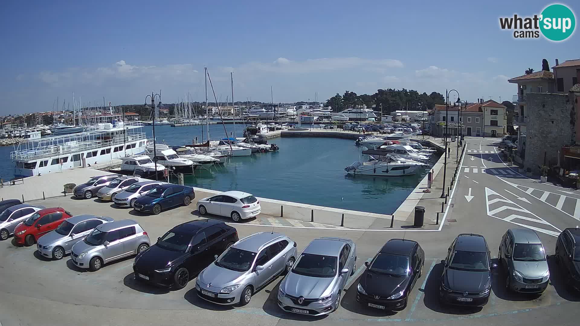 Novigrad | Porporela marina