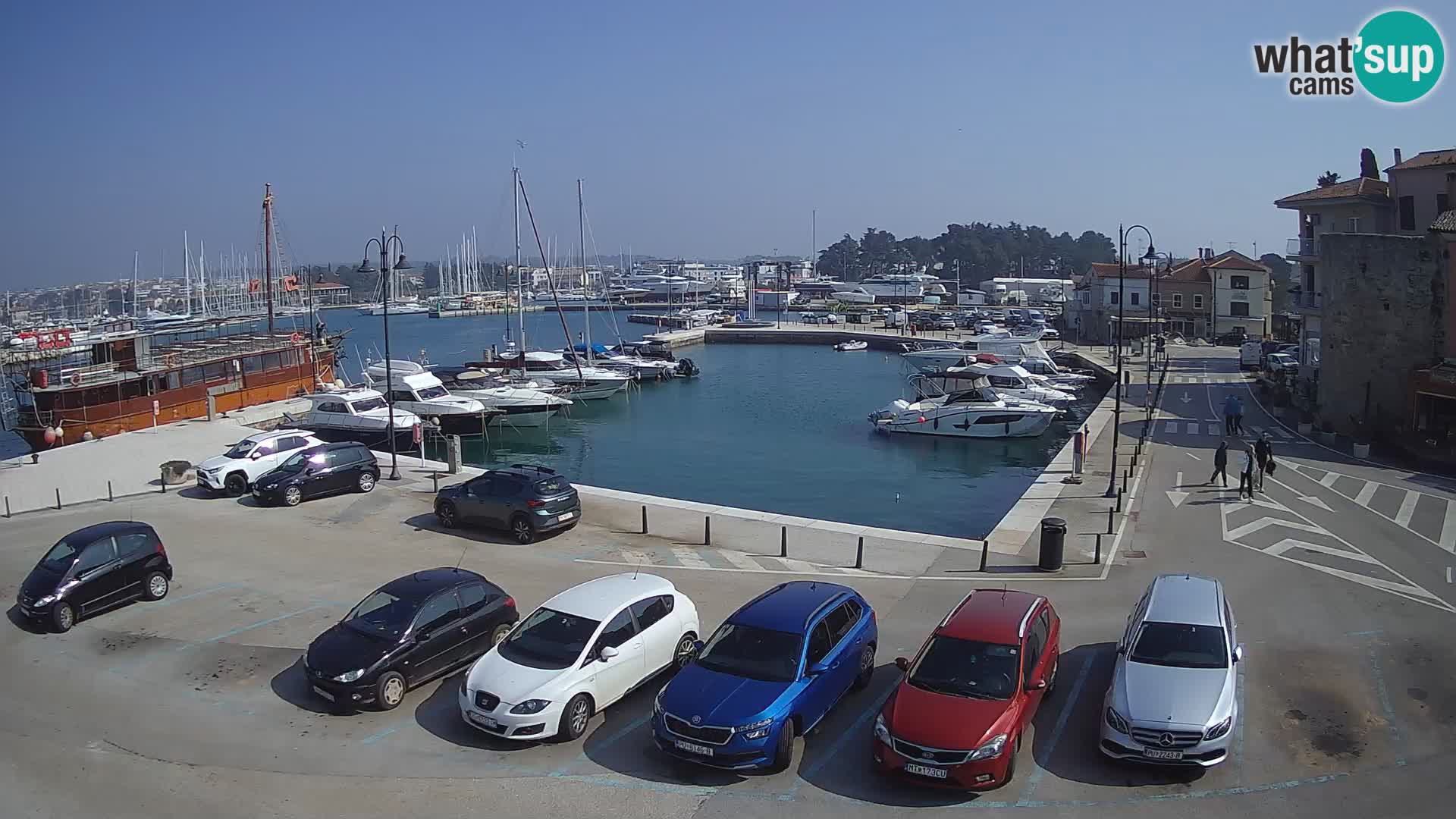 Novigrad | Porporela marina