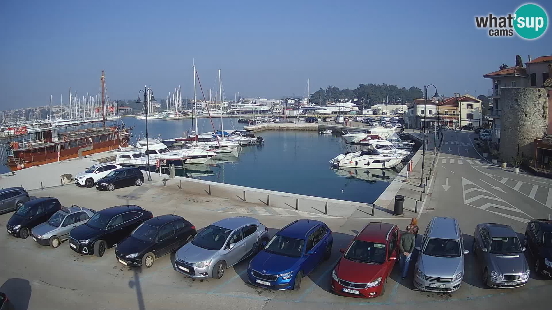 Novigrad | Porporela marina