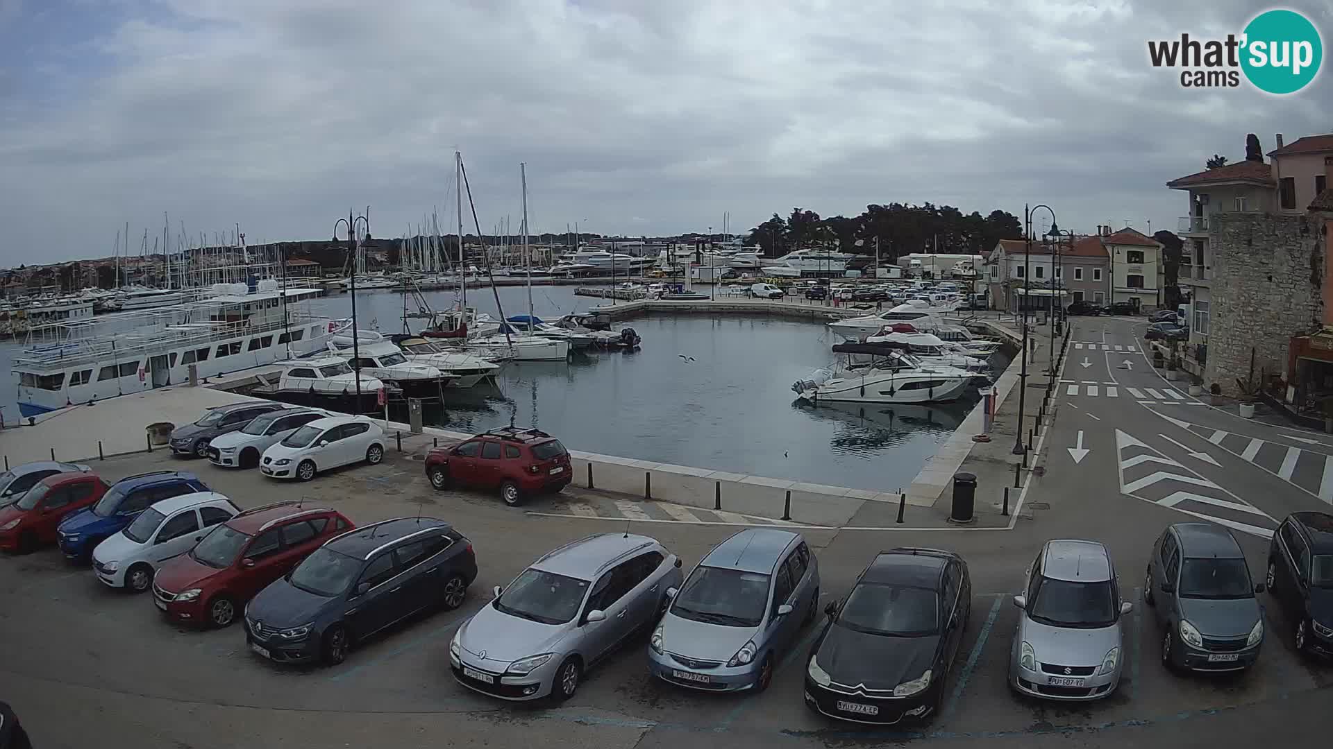 Novigrad | Porporela marina