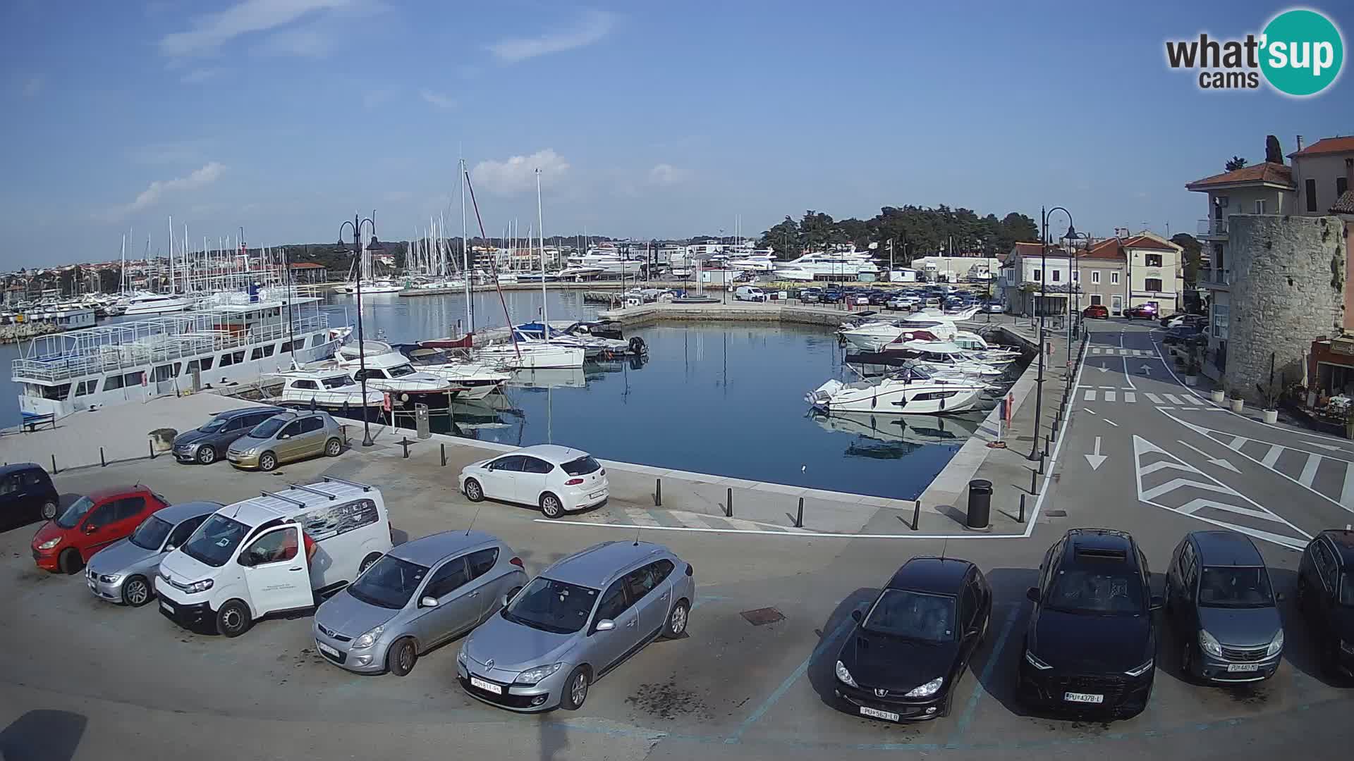 Novigrad | Porporela marina