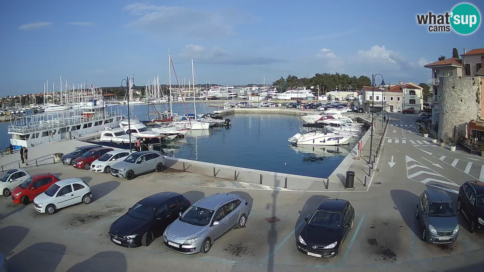 Novigrad | Porporela marina