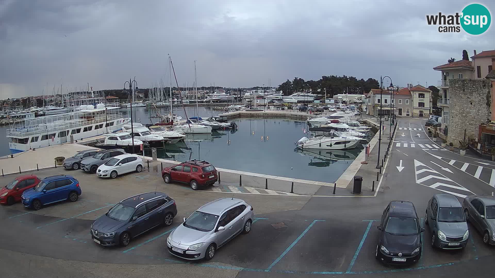 Novigrad | Porporela marina