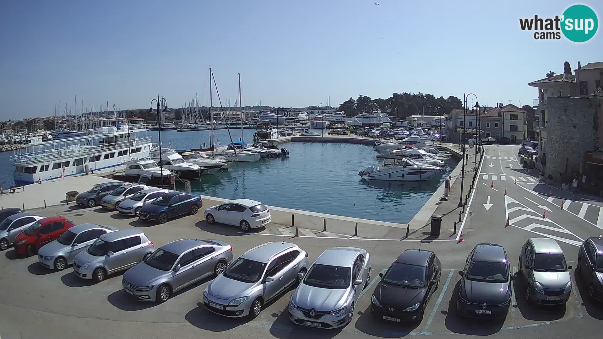 Novigrad | Porporela marina
