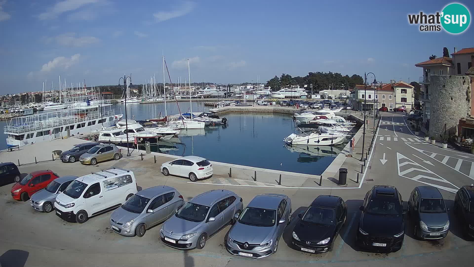 Novigrad | Porporela marina