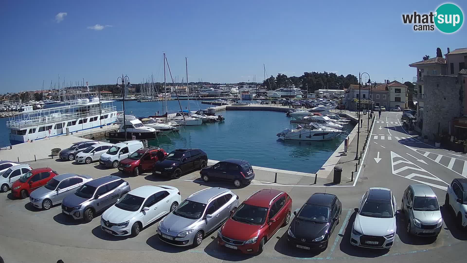 Novigrad | Porporela marina