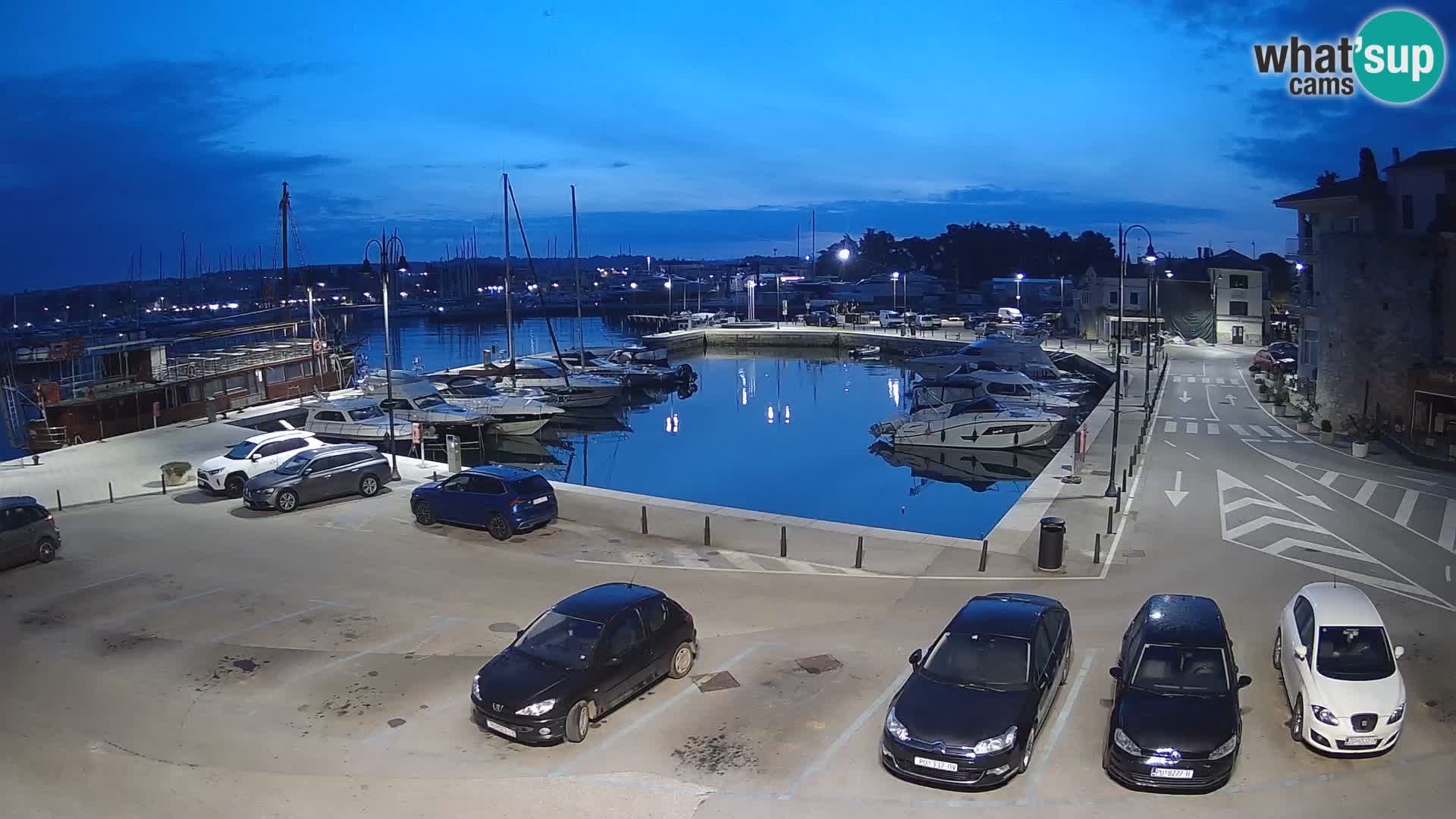 Novigrad | Porporela marina