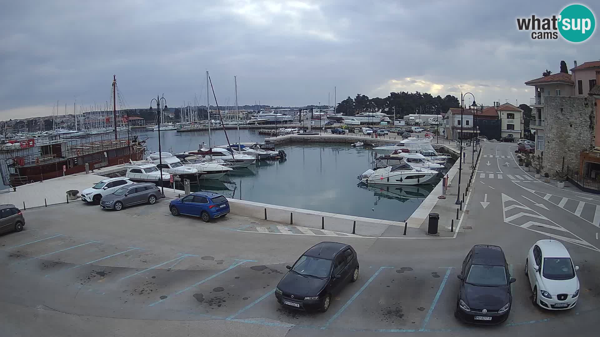 Novigrad | Porporela marina