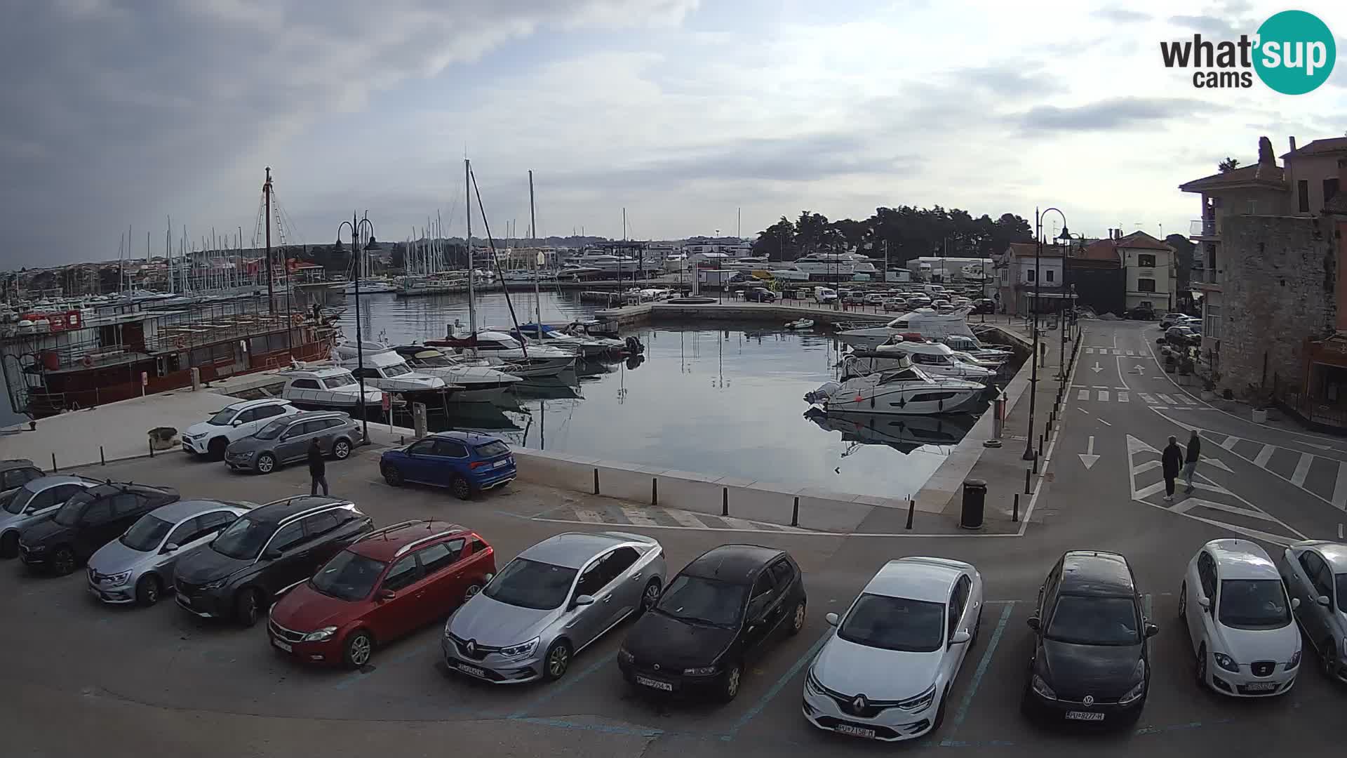 Novigrad | Porporela marina