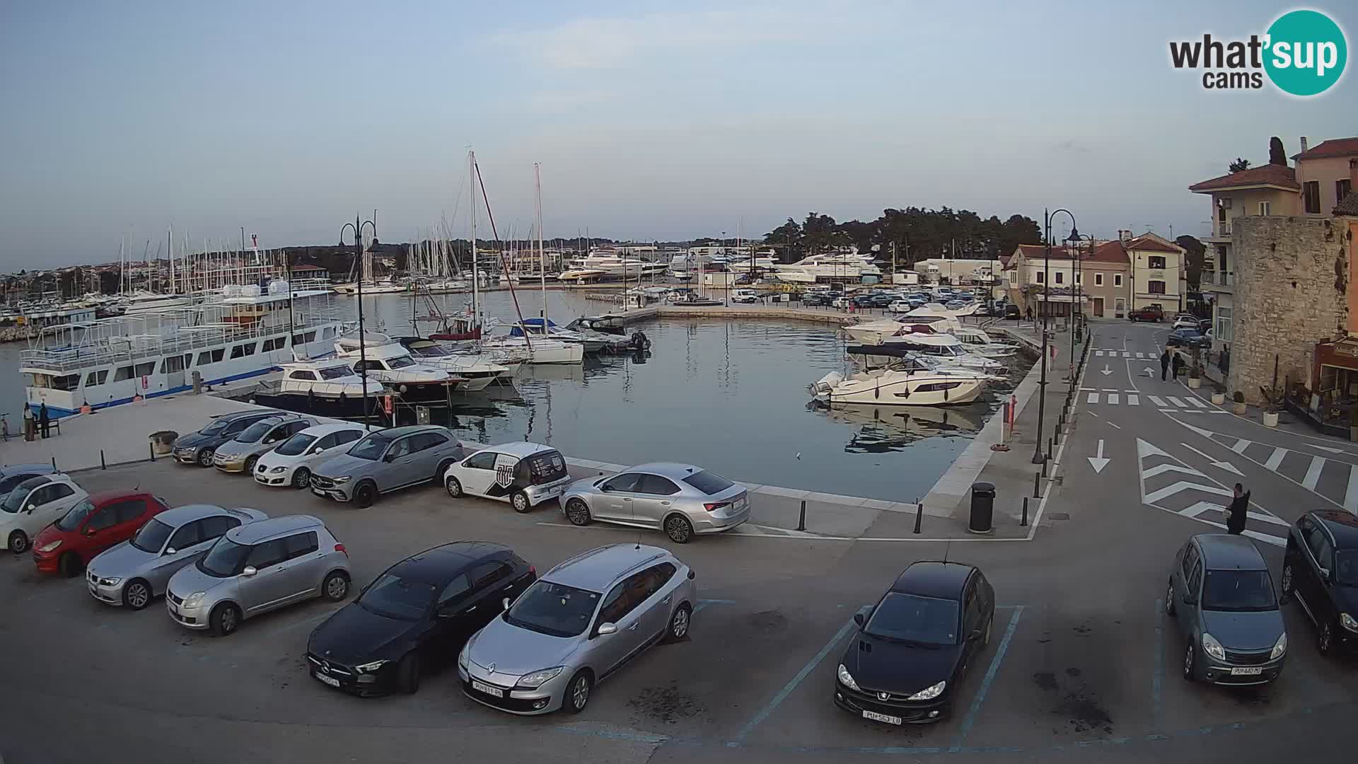 Novigrad | Porporela marina