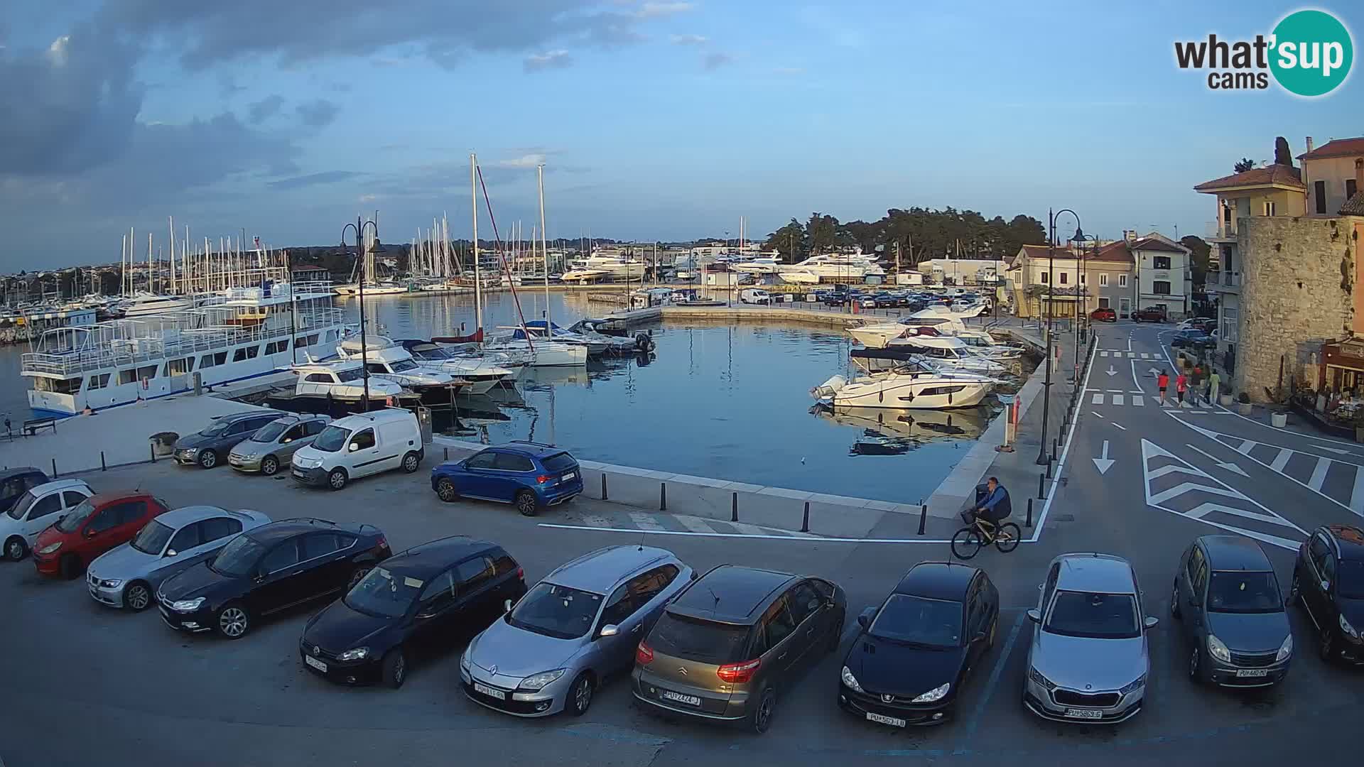 Novigrad | Porporela marina