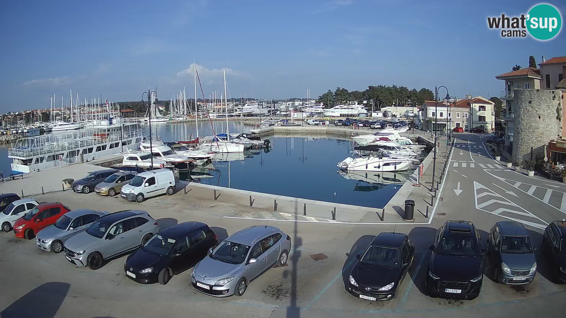 Novigrad | Porporela marina