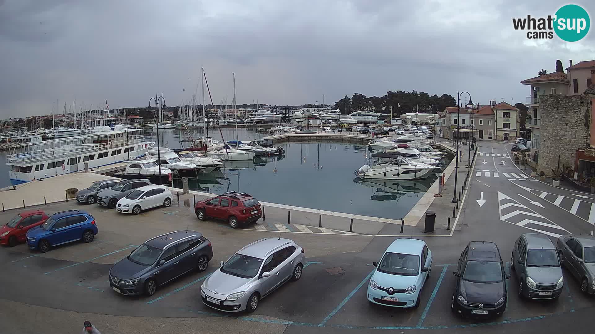 Novigrad | Porporela marina