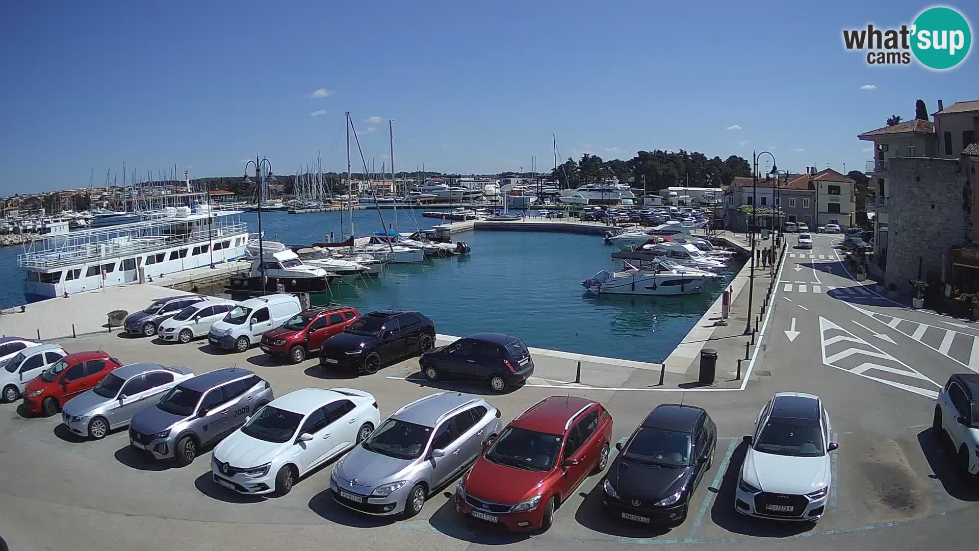 Novigrad | Porporela marina