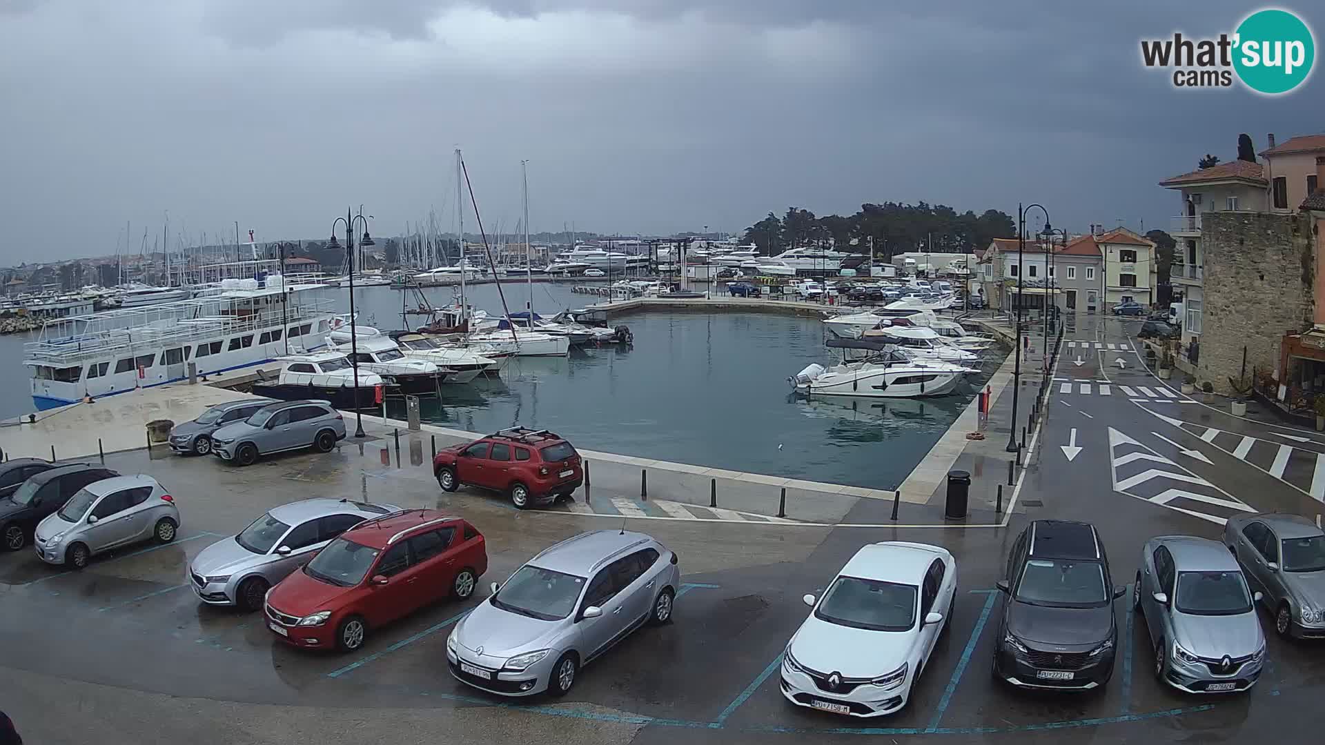 Novigrad | Porporela marina