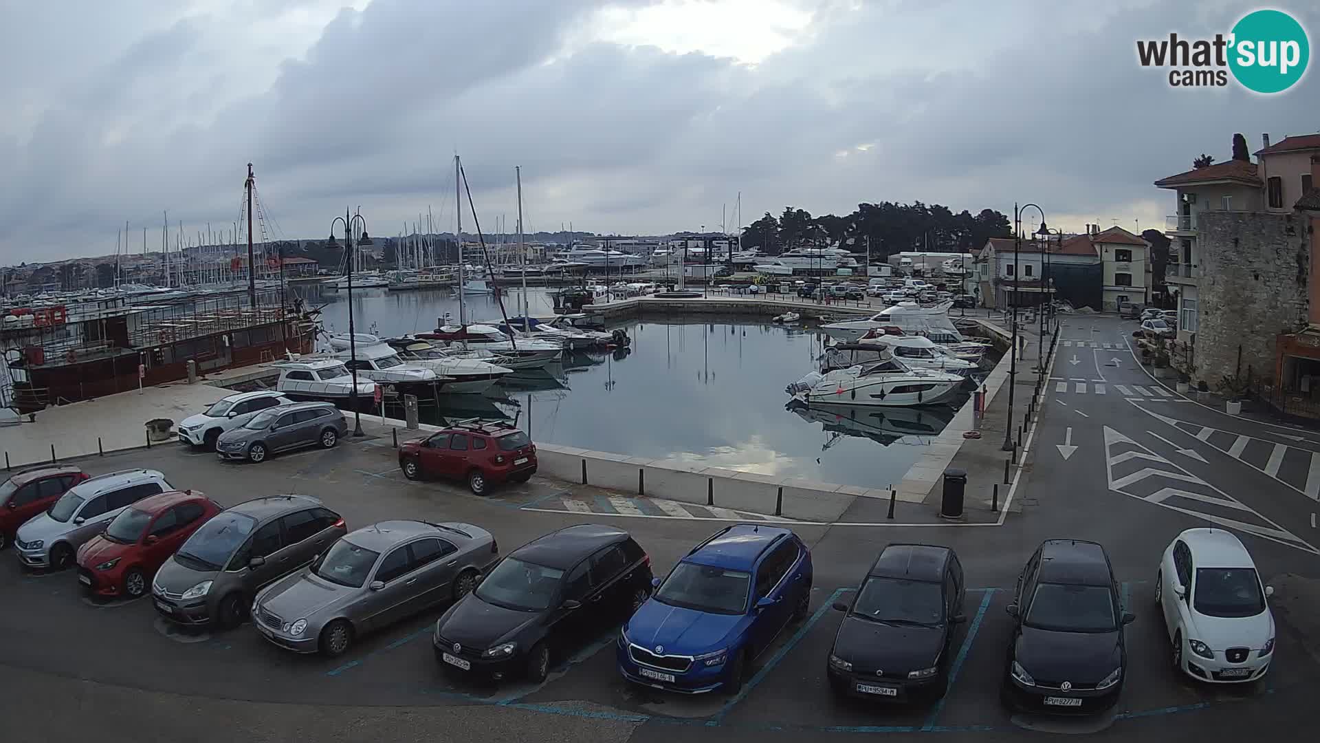 Novigrad | Porporela marina