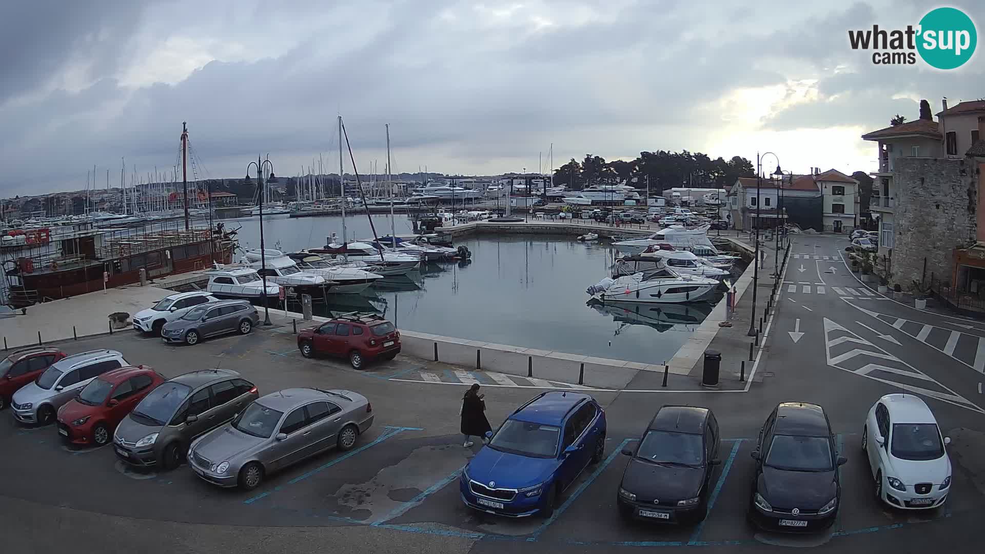 Novigrad | Porporela marina