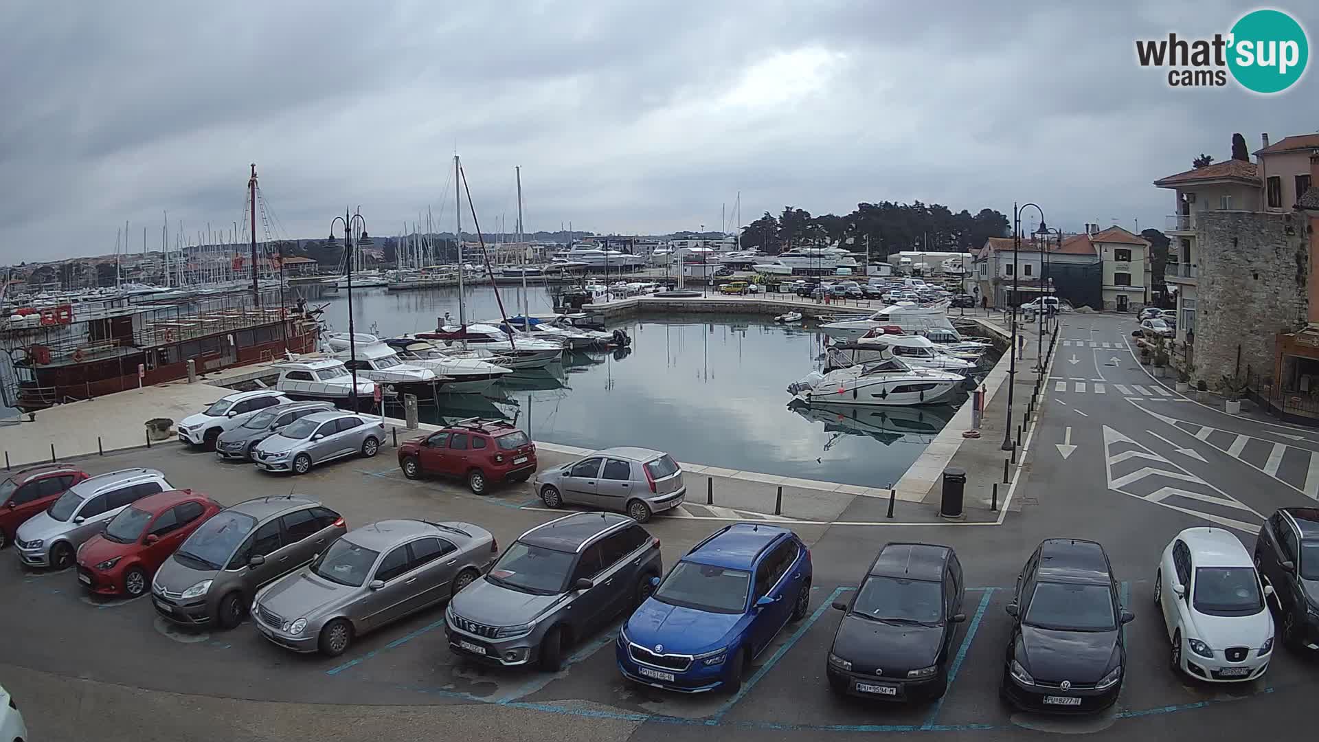 Novigrad | Porporela marina