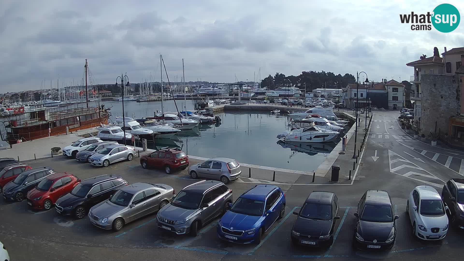 Novigrad | Porporela marina