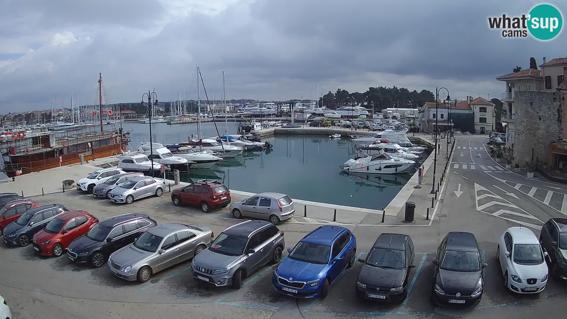 Novigrad | Porporela marina