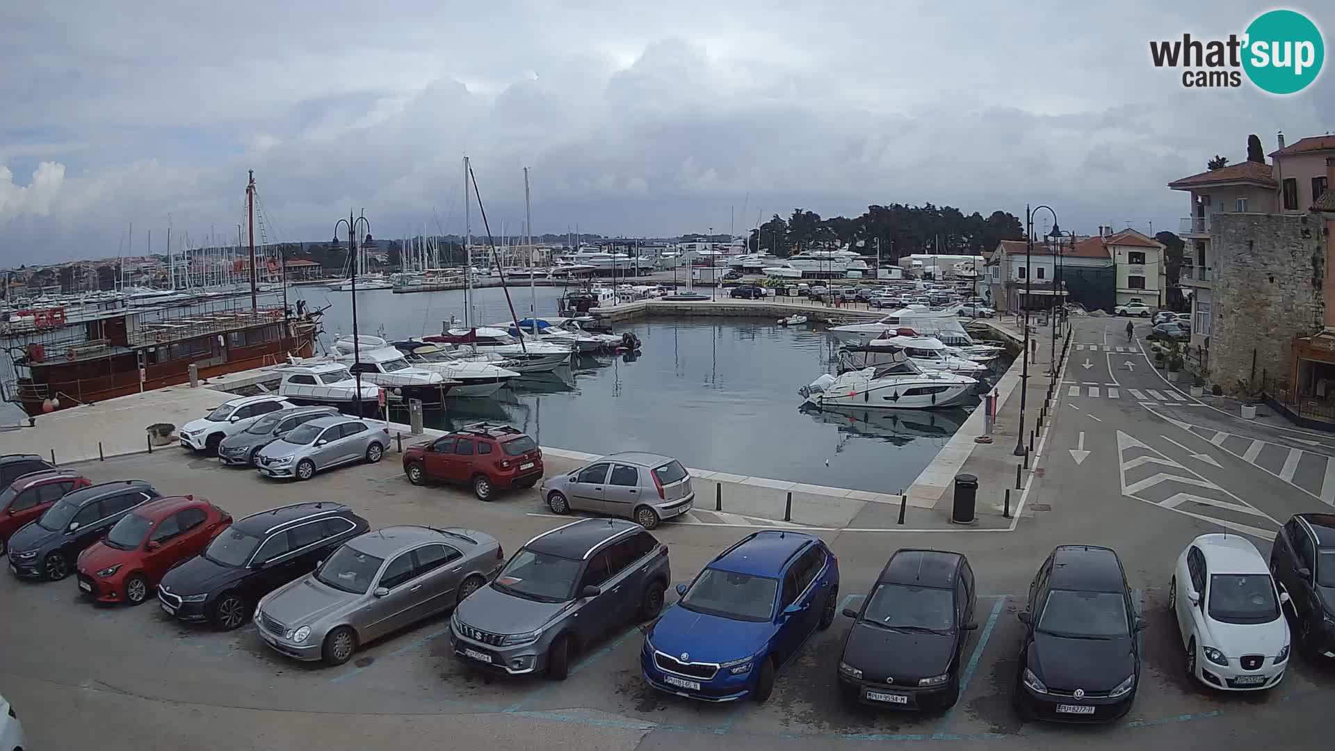 Novigrad | Porporela marina