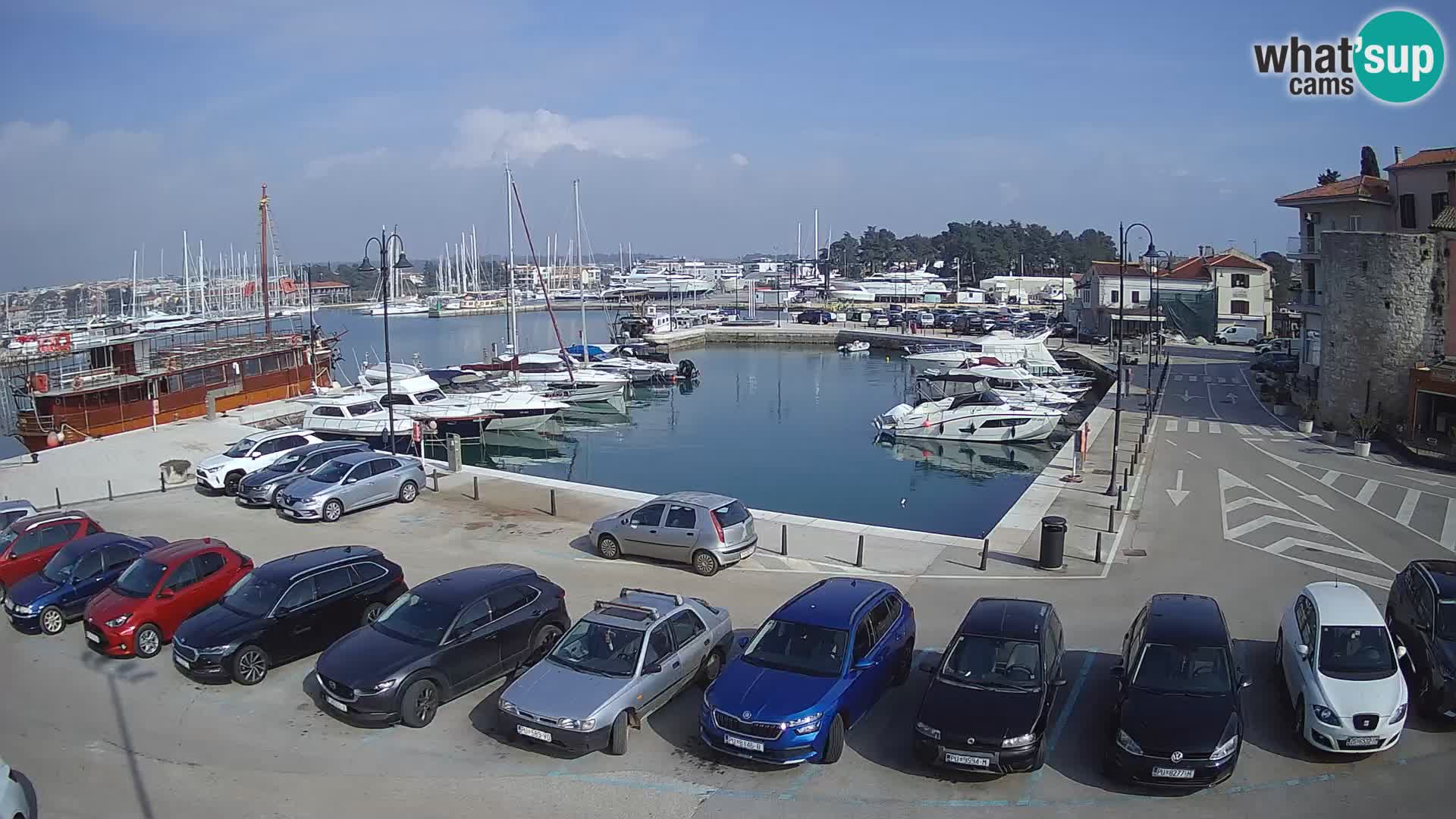 Novigrad | Porporela marina