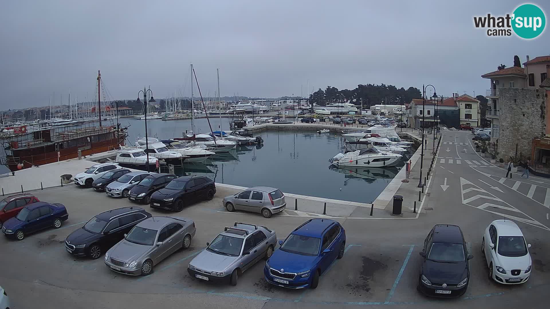 Novigrad | Porporela marina