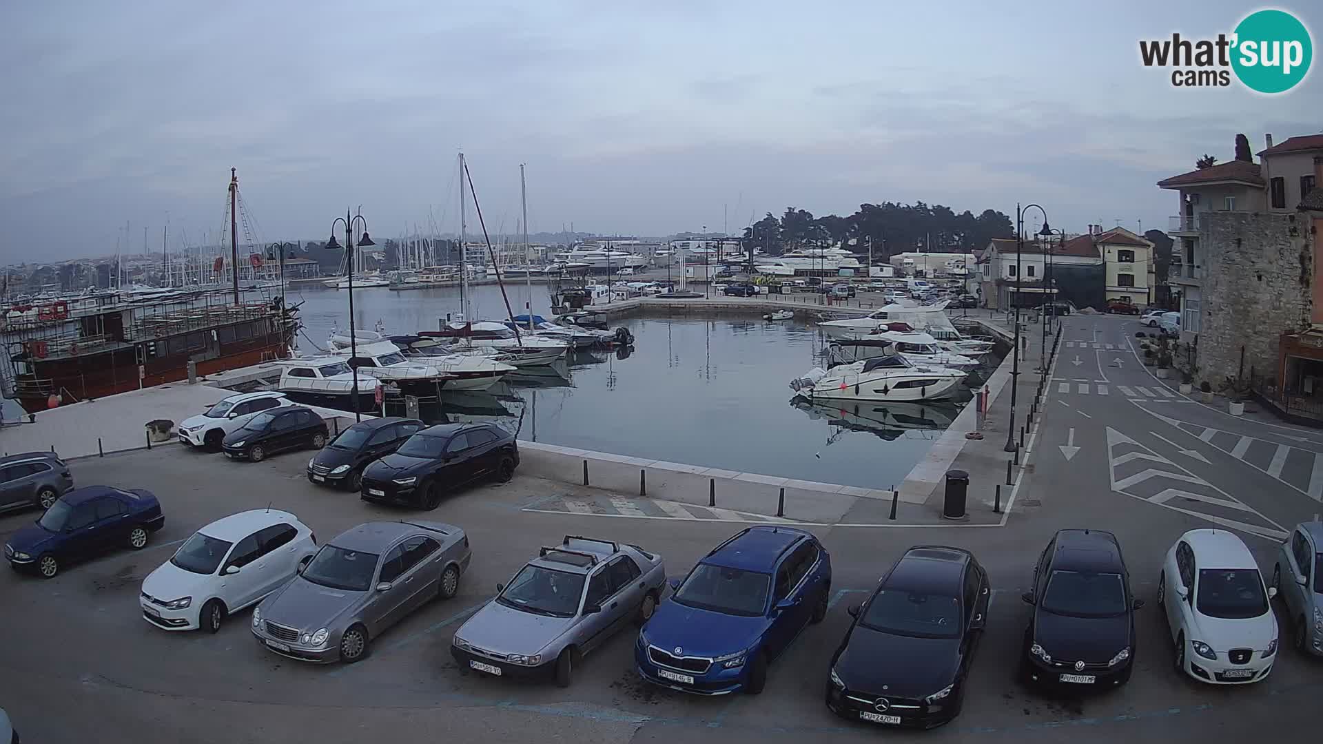 Novigrad | Porporela marina