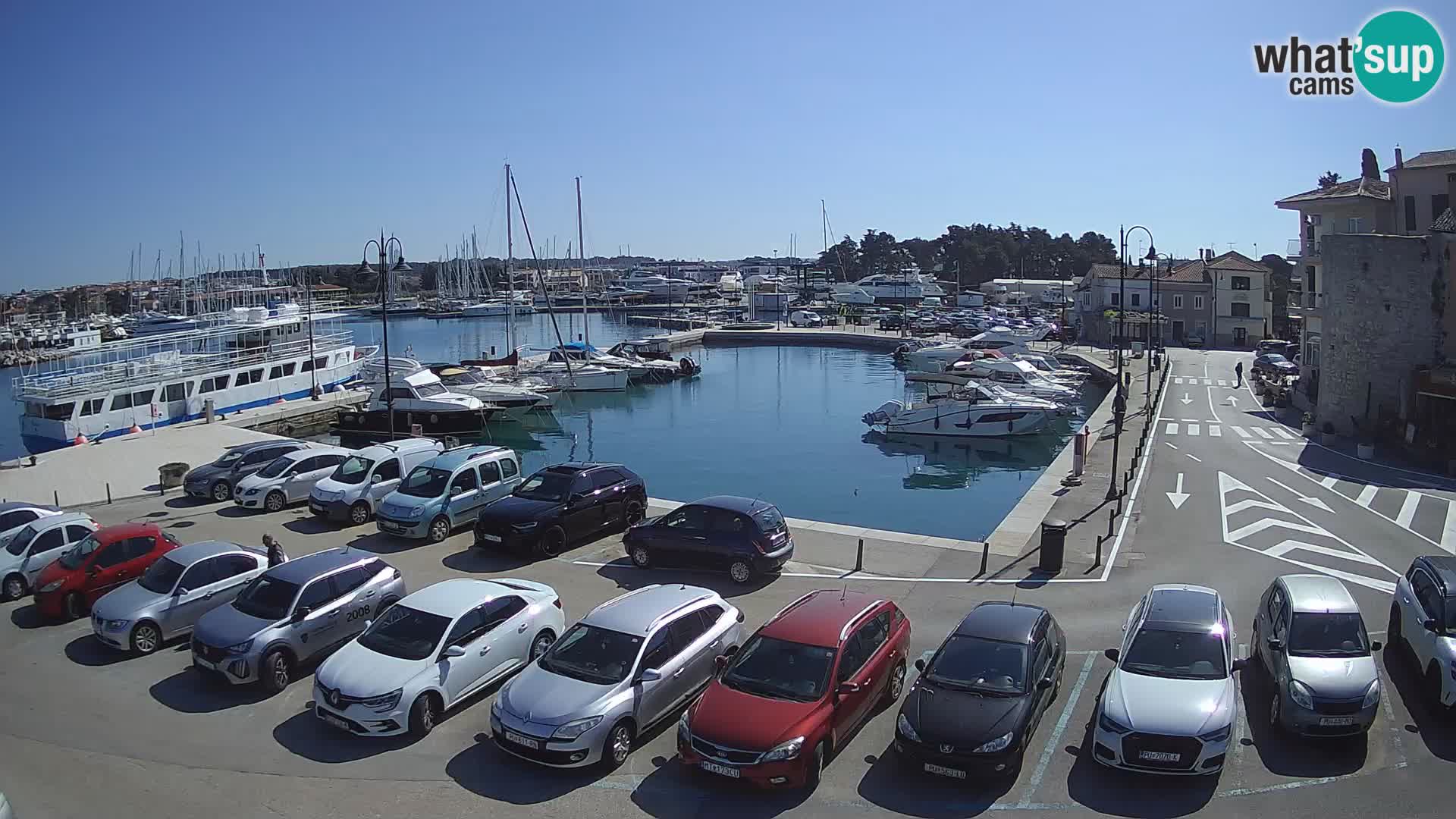 Novigrad | Porporela marina