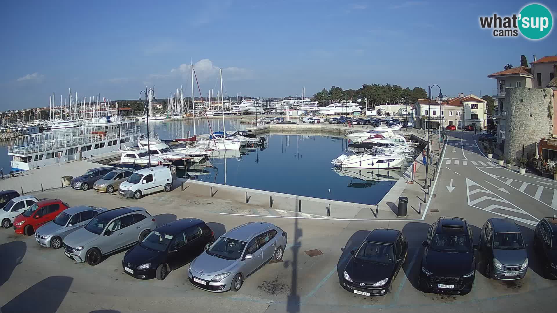 Novigrad | Porporela marina