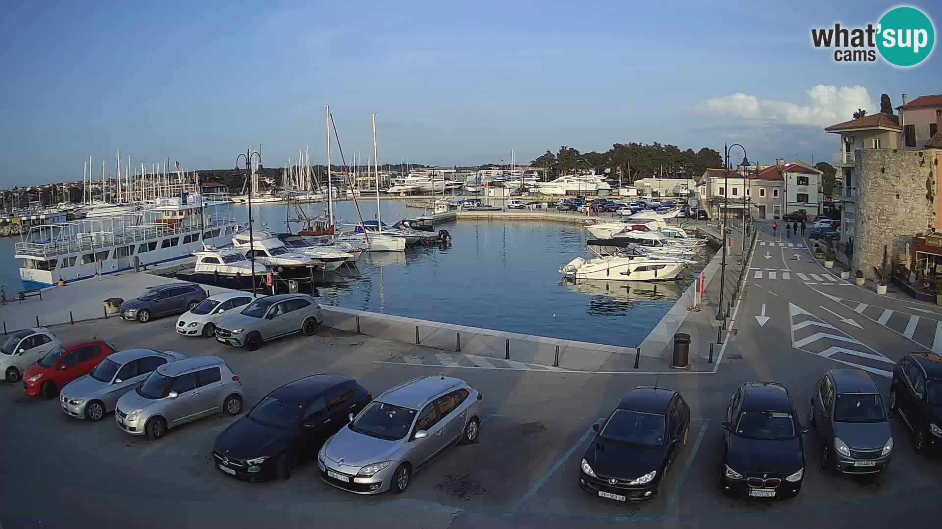 Novigrad | Porporela marina