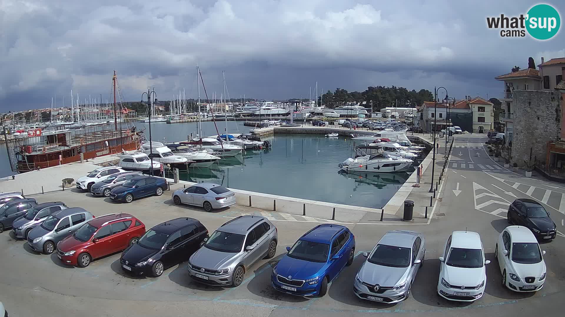 Novigrad | Porporela marina