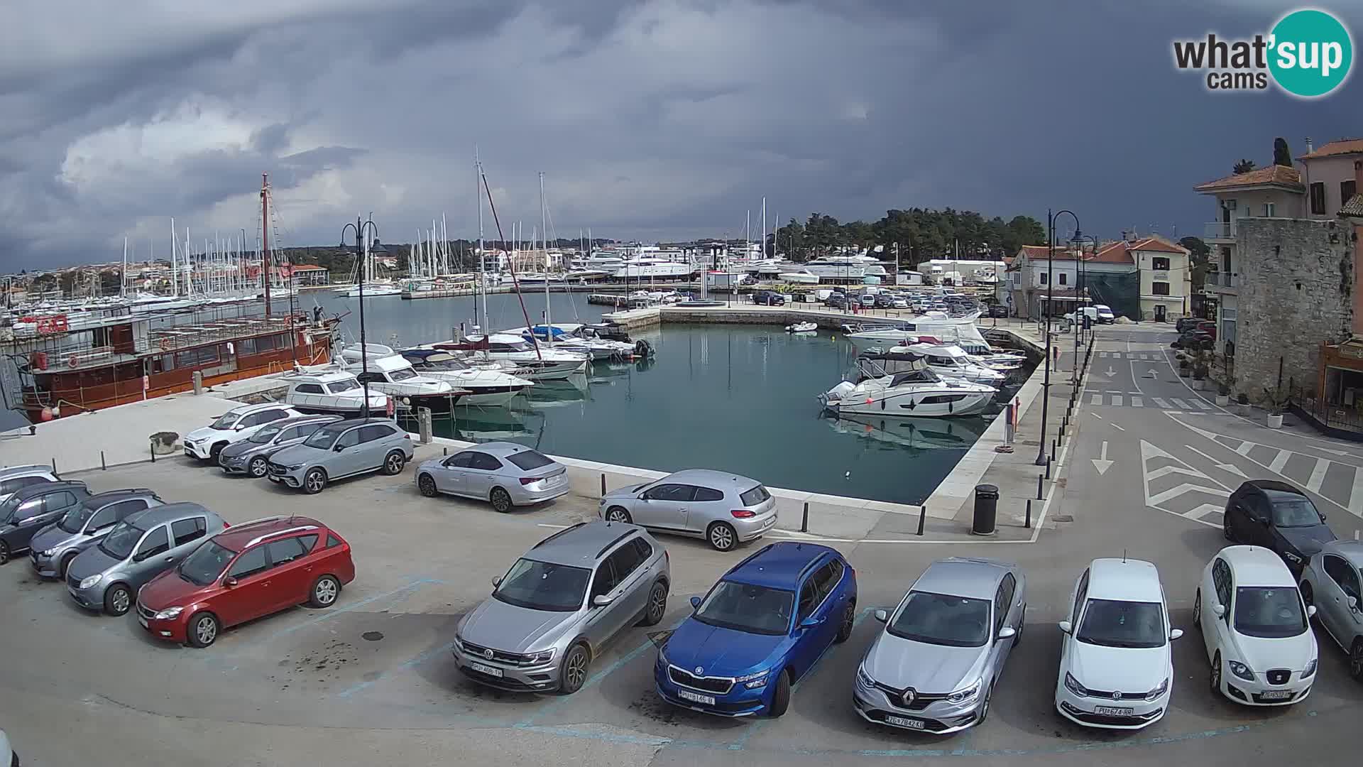 Novigrad | Porporela marina