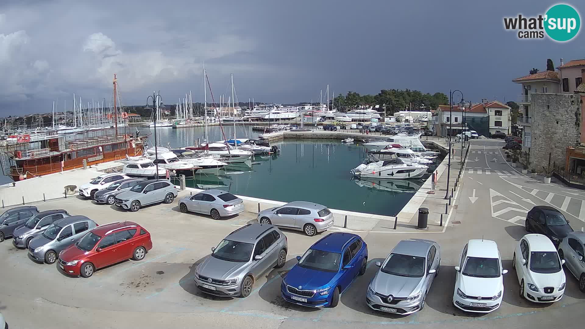 Novigrad | Porporela marina