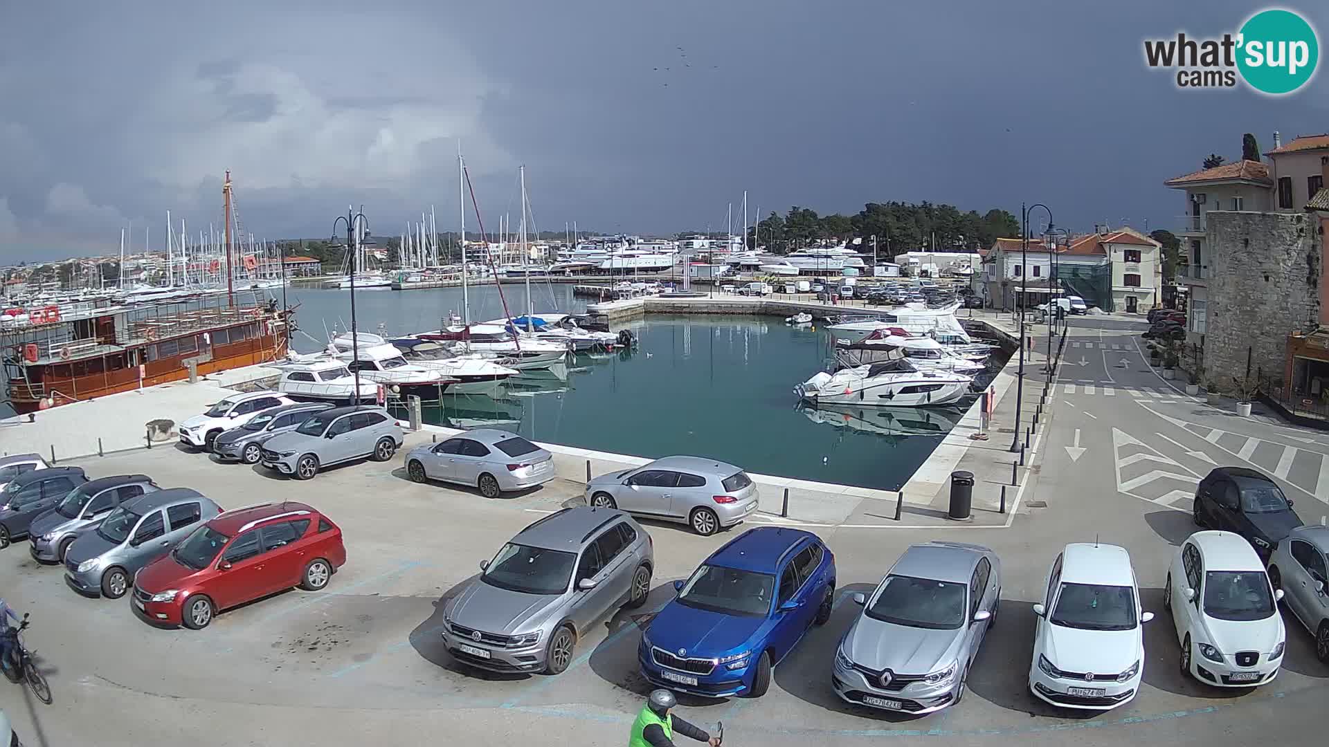 Novigrad | Porporela marina